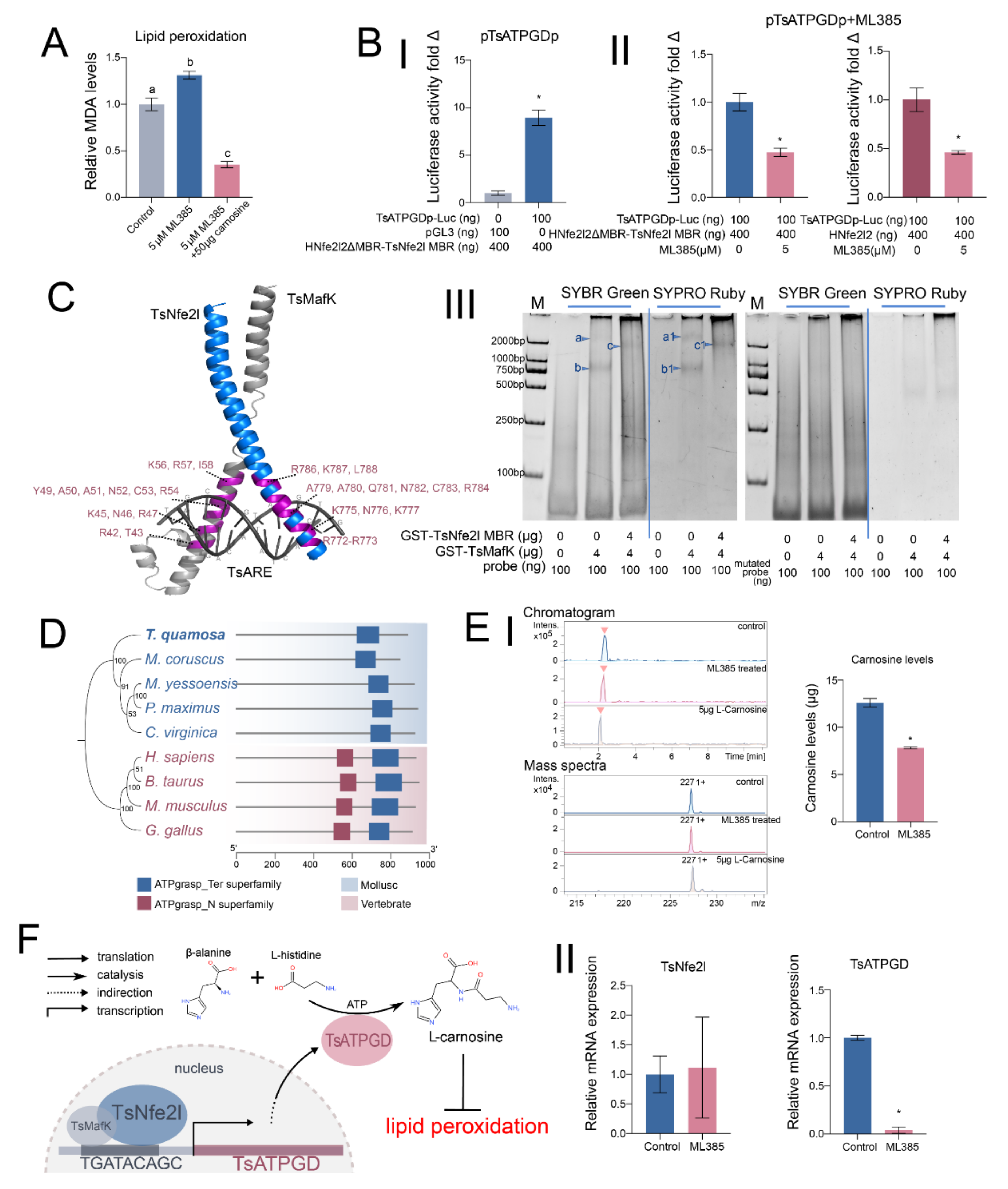 Antioxidants 13 01351 g004