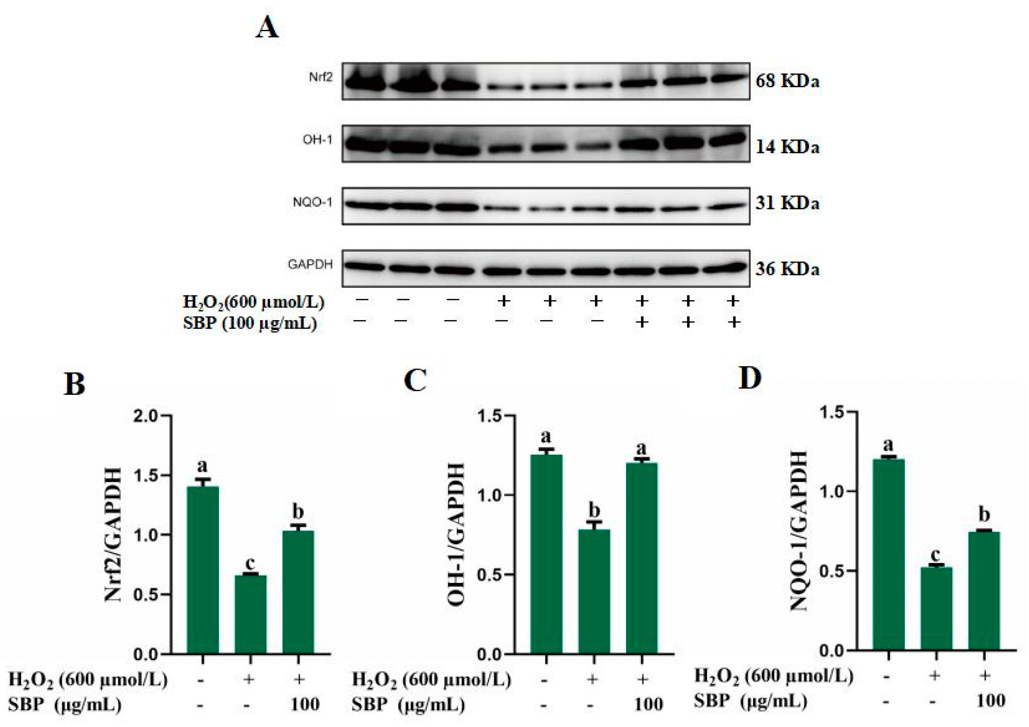 Antioxidants 13 01352 g006