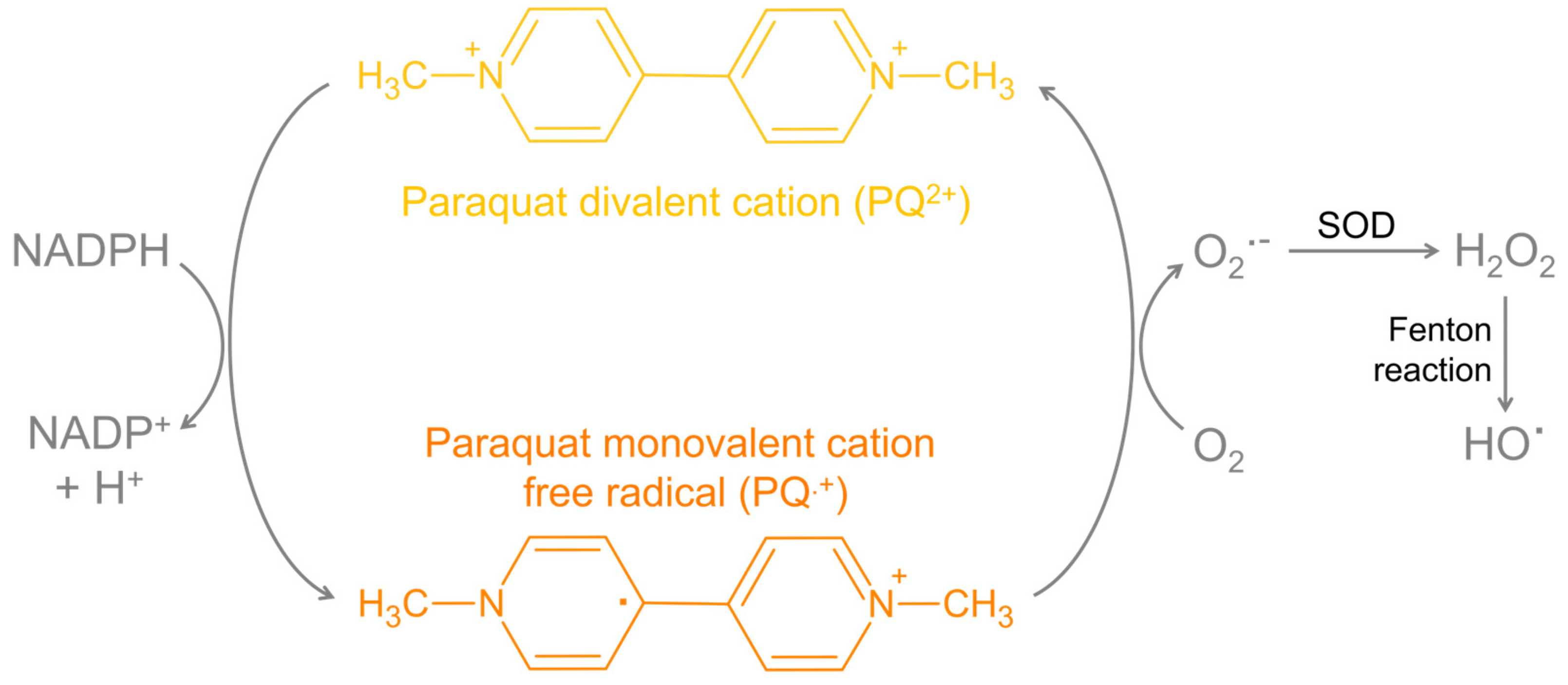 Antioxidants 13 01354 g004
