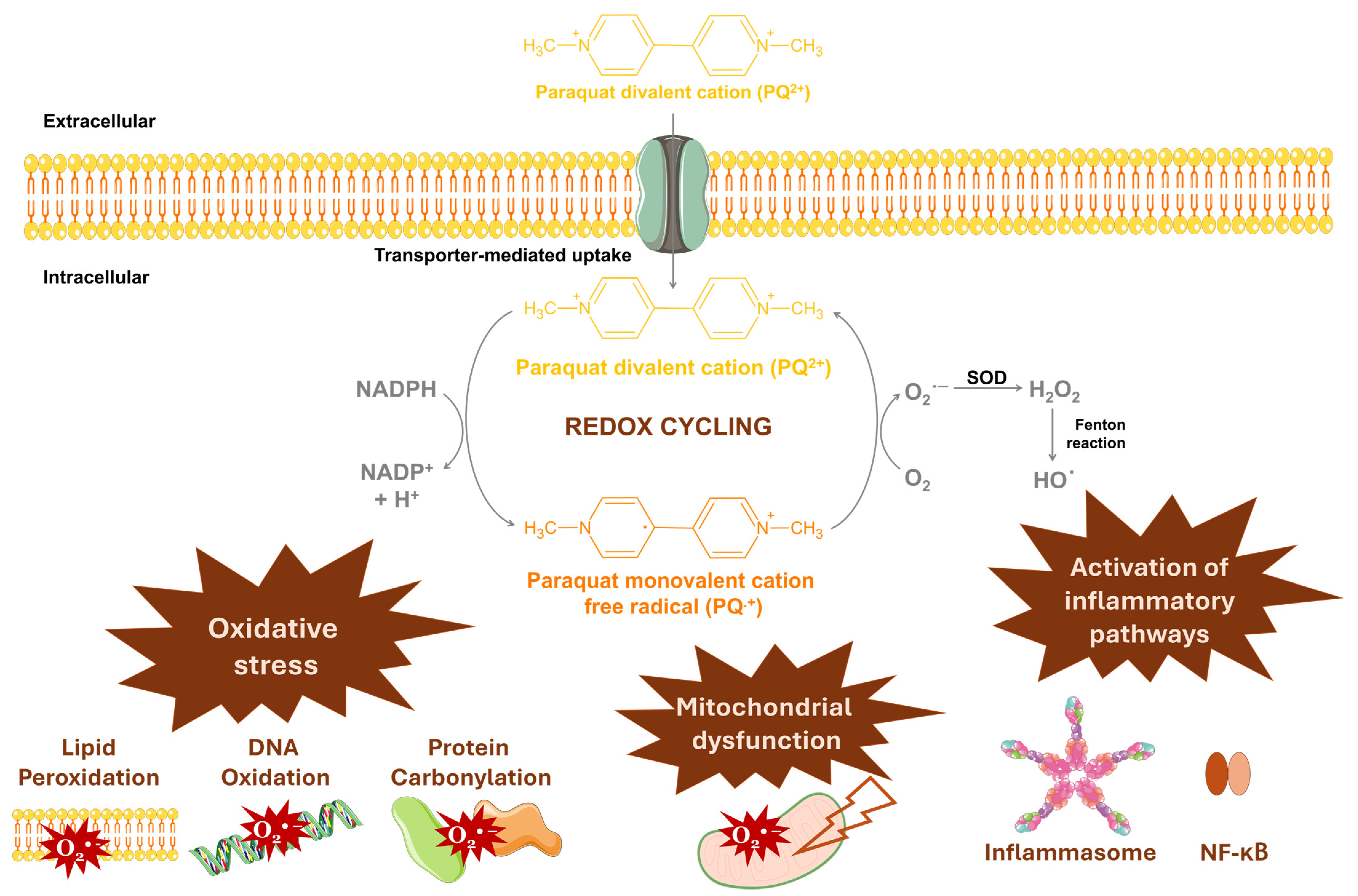 Antioxidants 13 01354 g005