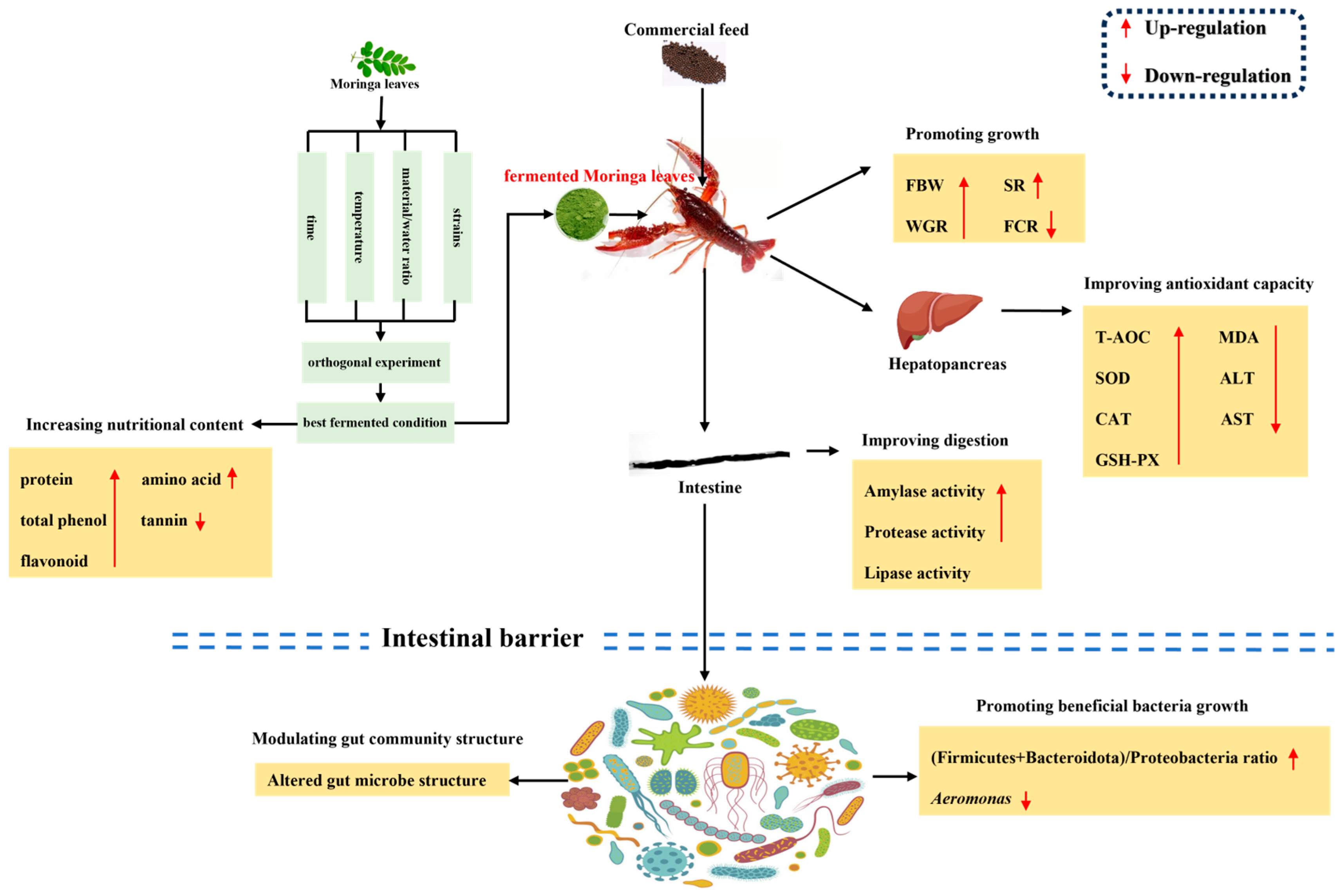 Antioxidants 13 01355 g012
