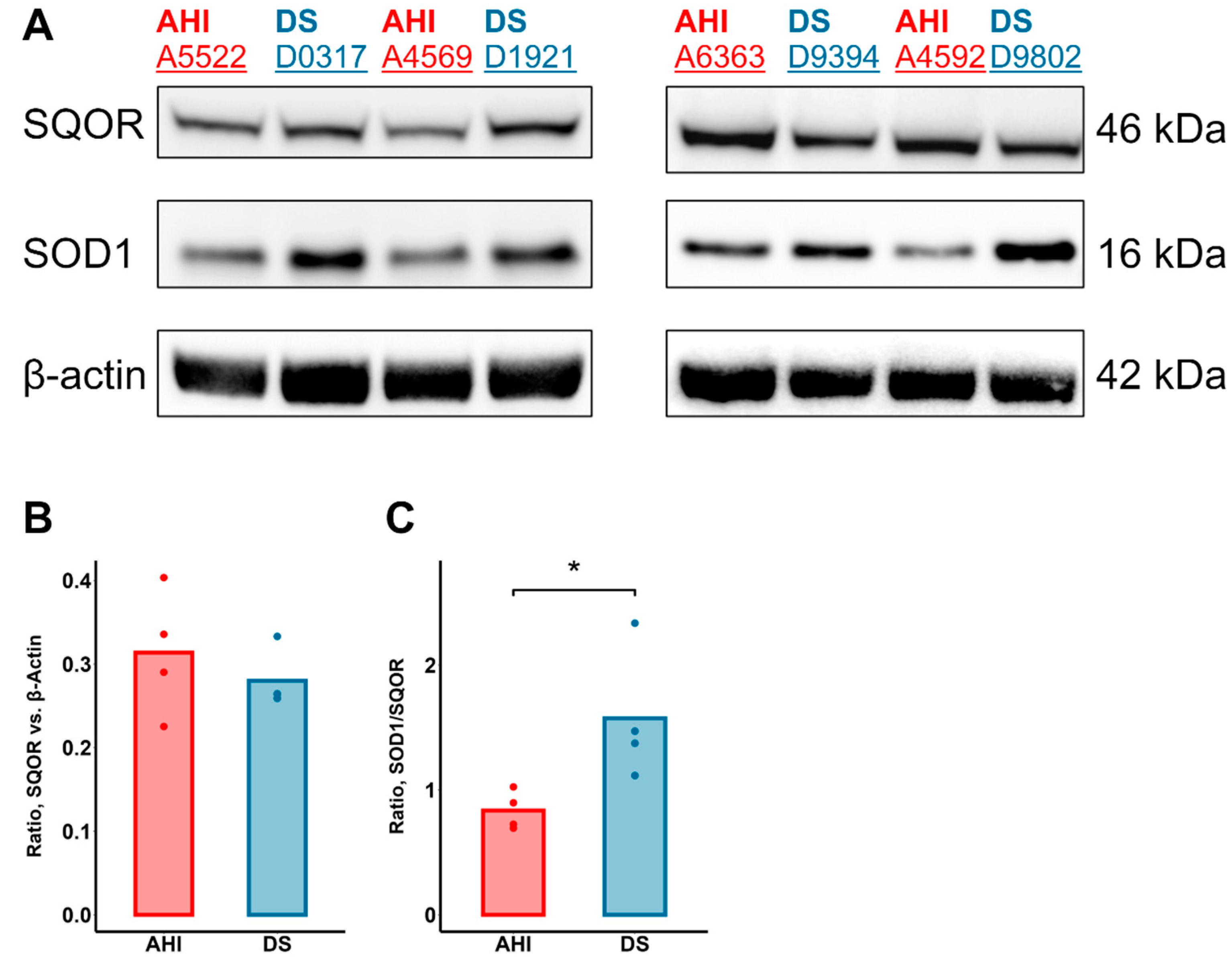 Antioxidants 13 01361 g004