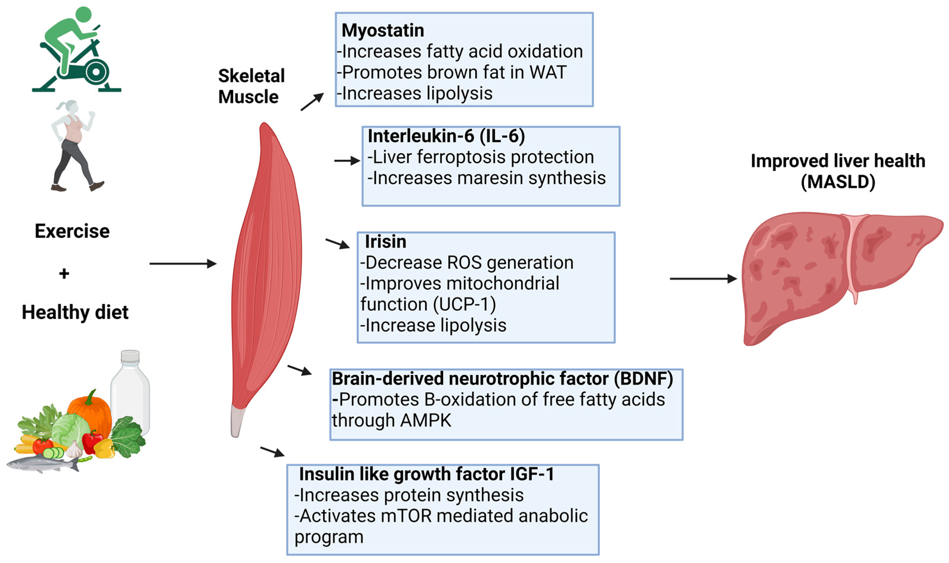Antioxidants 13 01363 g002 Antioxidants 13 01363 g002