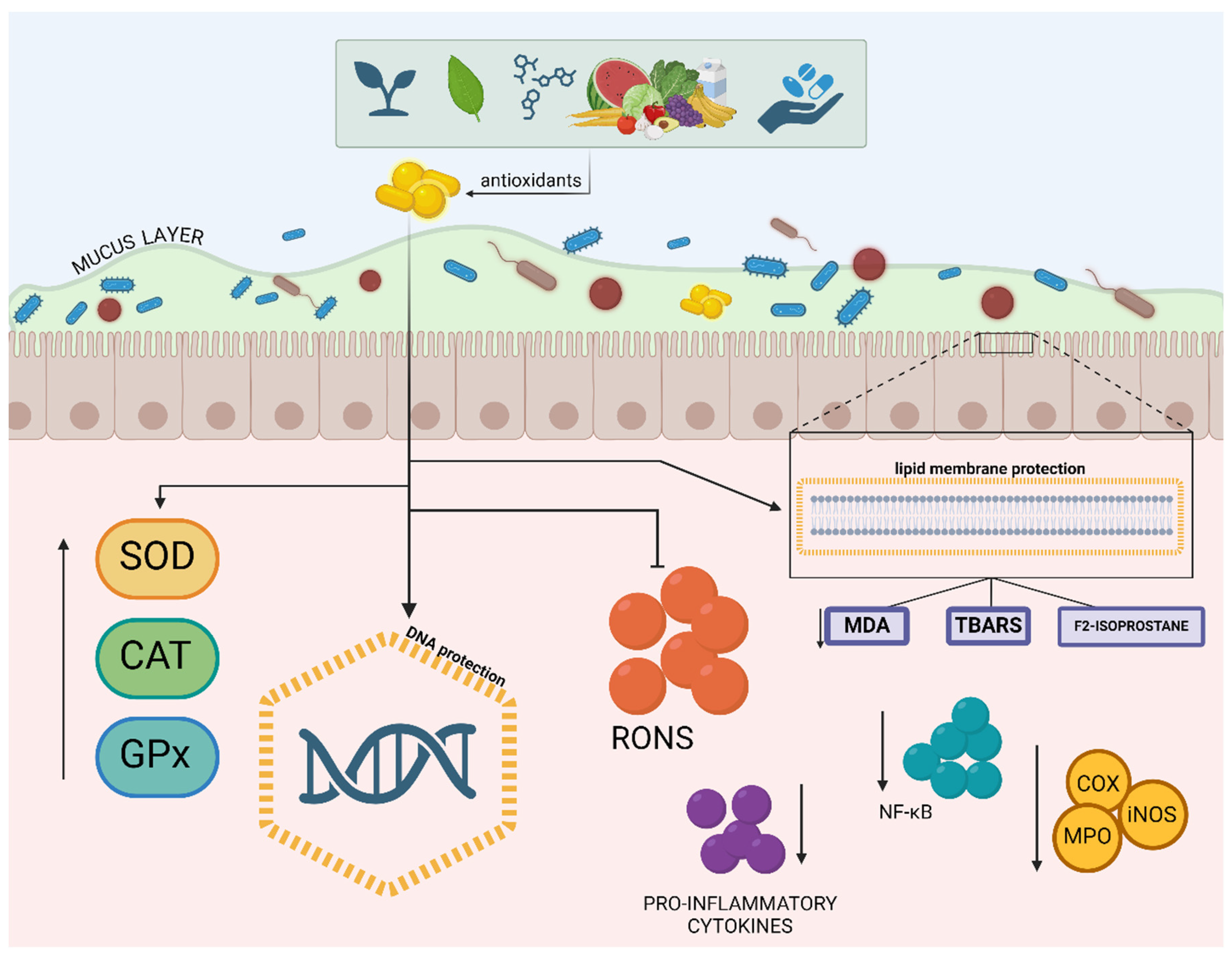 Antioxidants 13 01369 g003