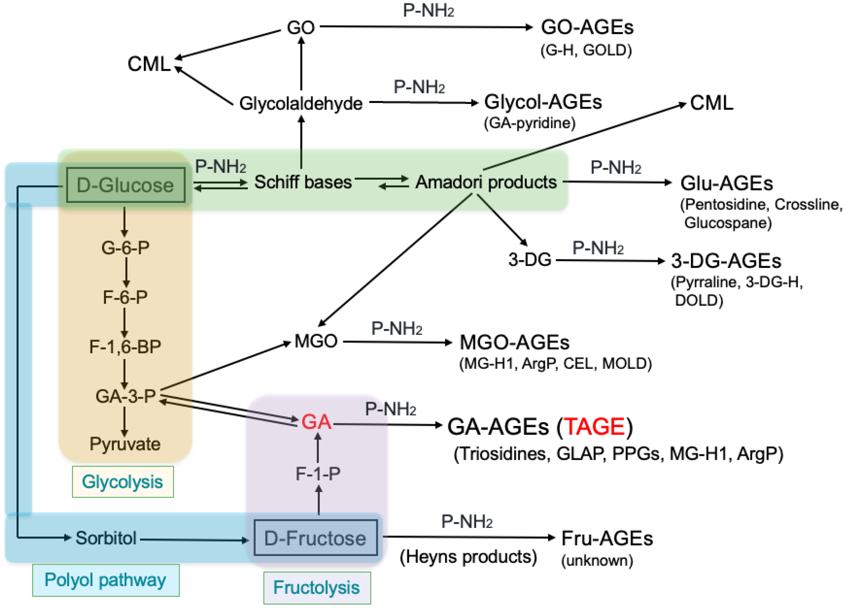 Antioxidants 13 01372 g002 Antioxidants 13 01372 g002