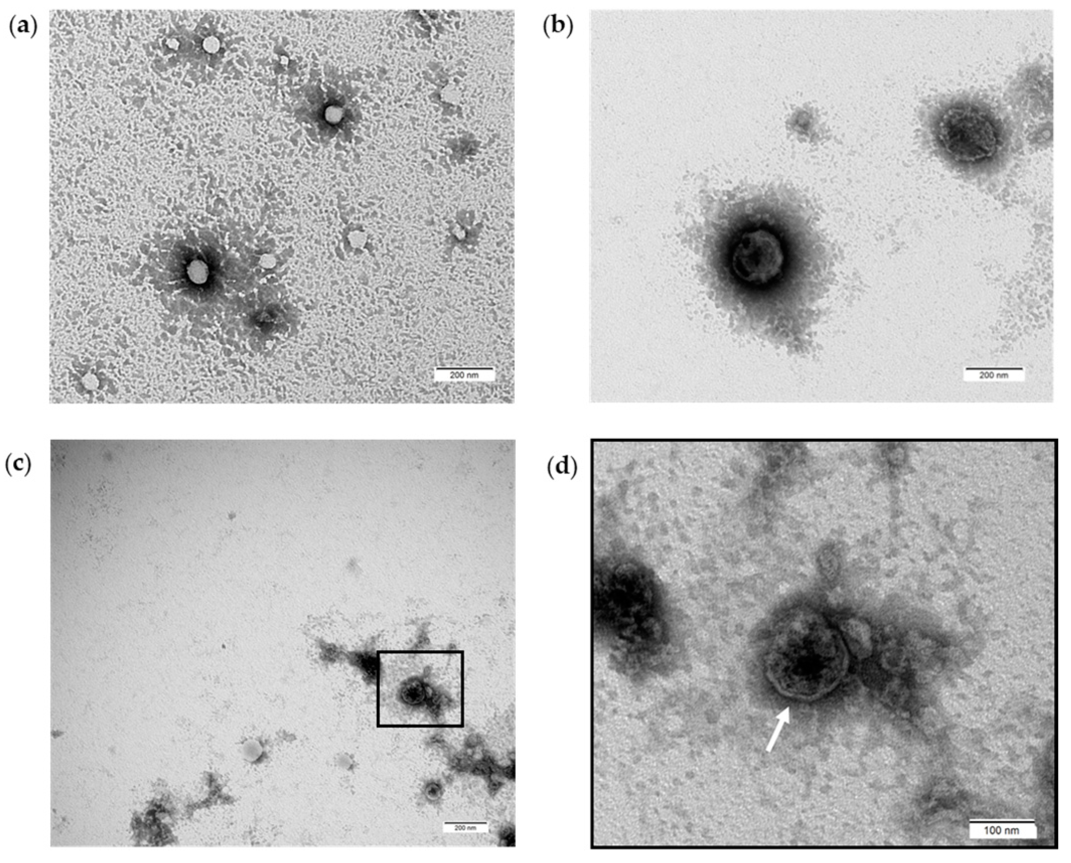 Antioxidants 13 01373 g002
