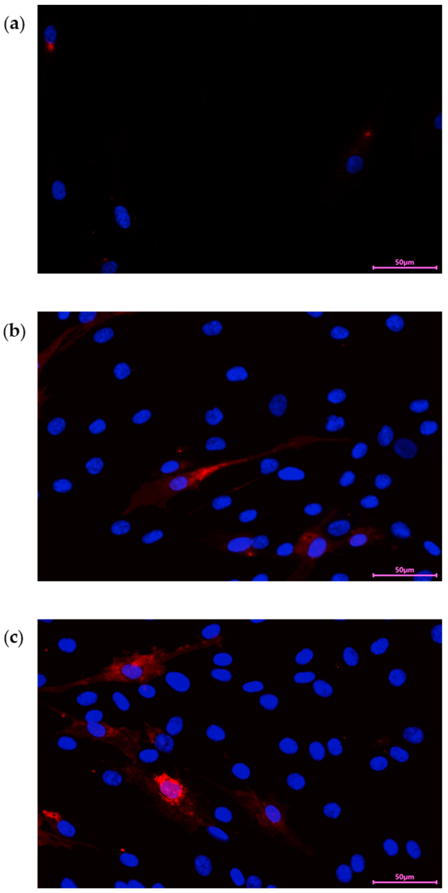 Antioxidants 13 01373 g003