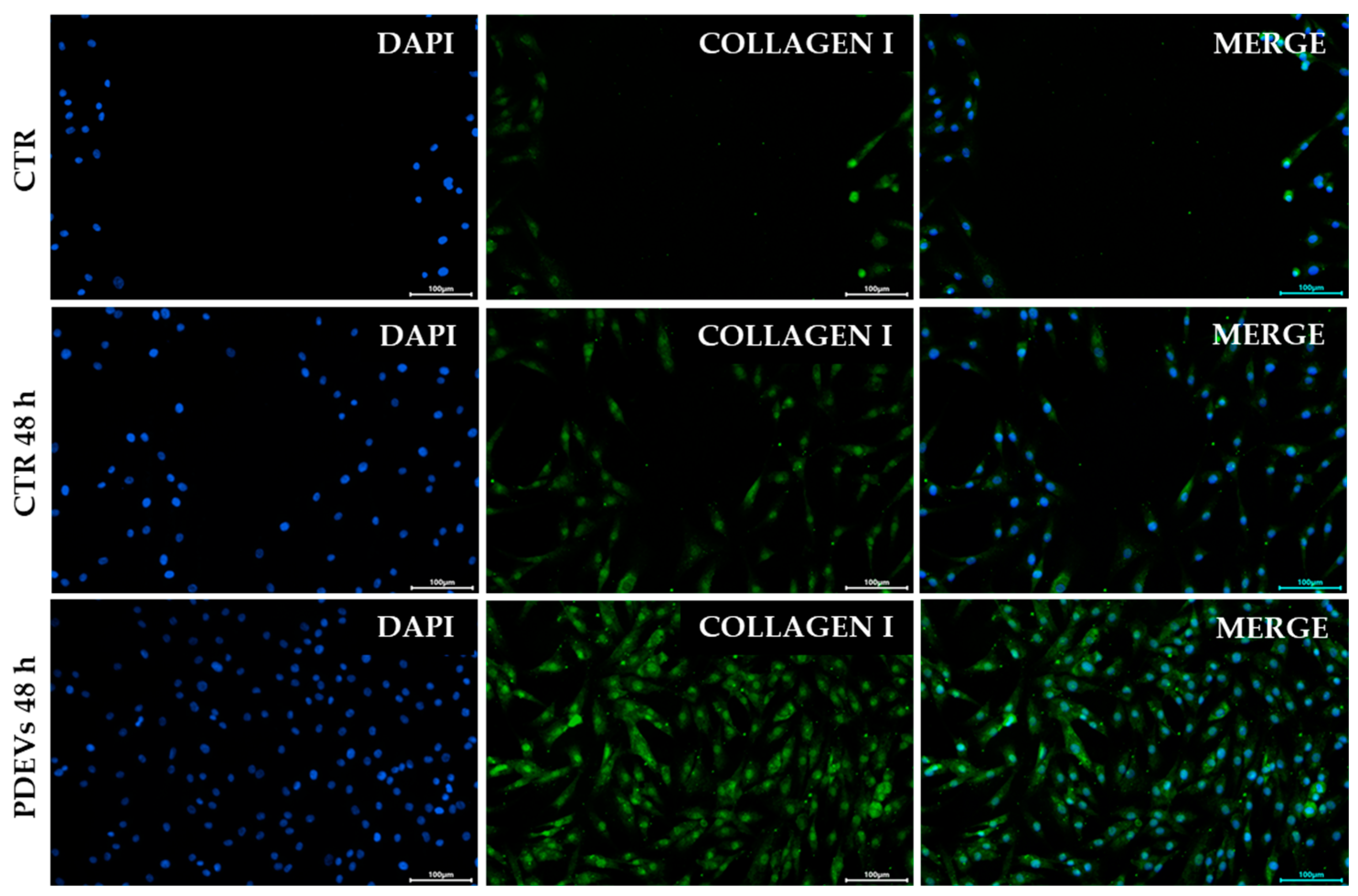 Antioxidants 13 01373 g007