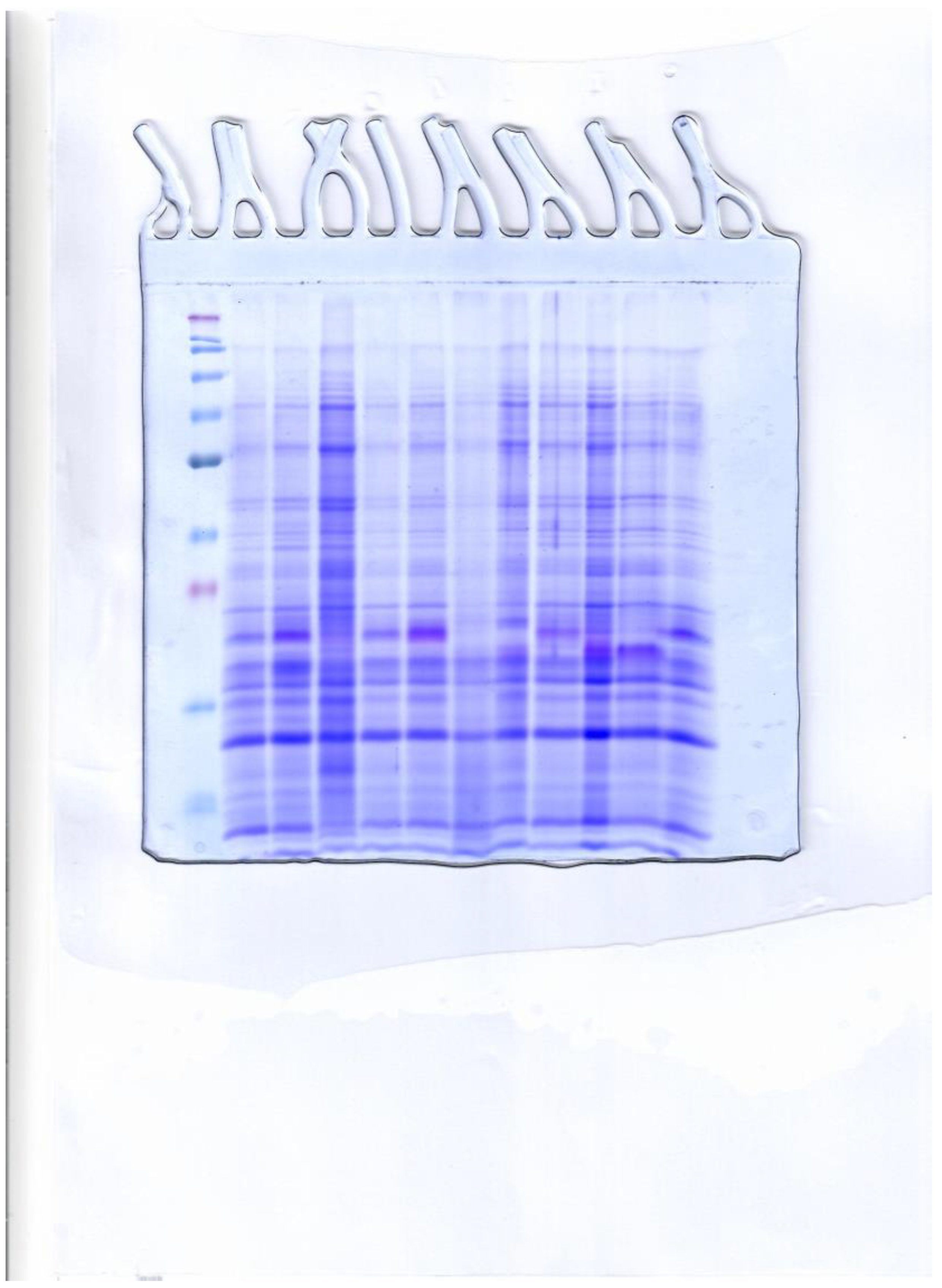 Antioxidants 13 01374 g003b