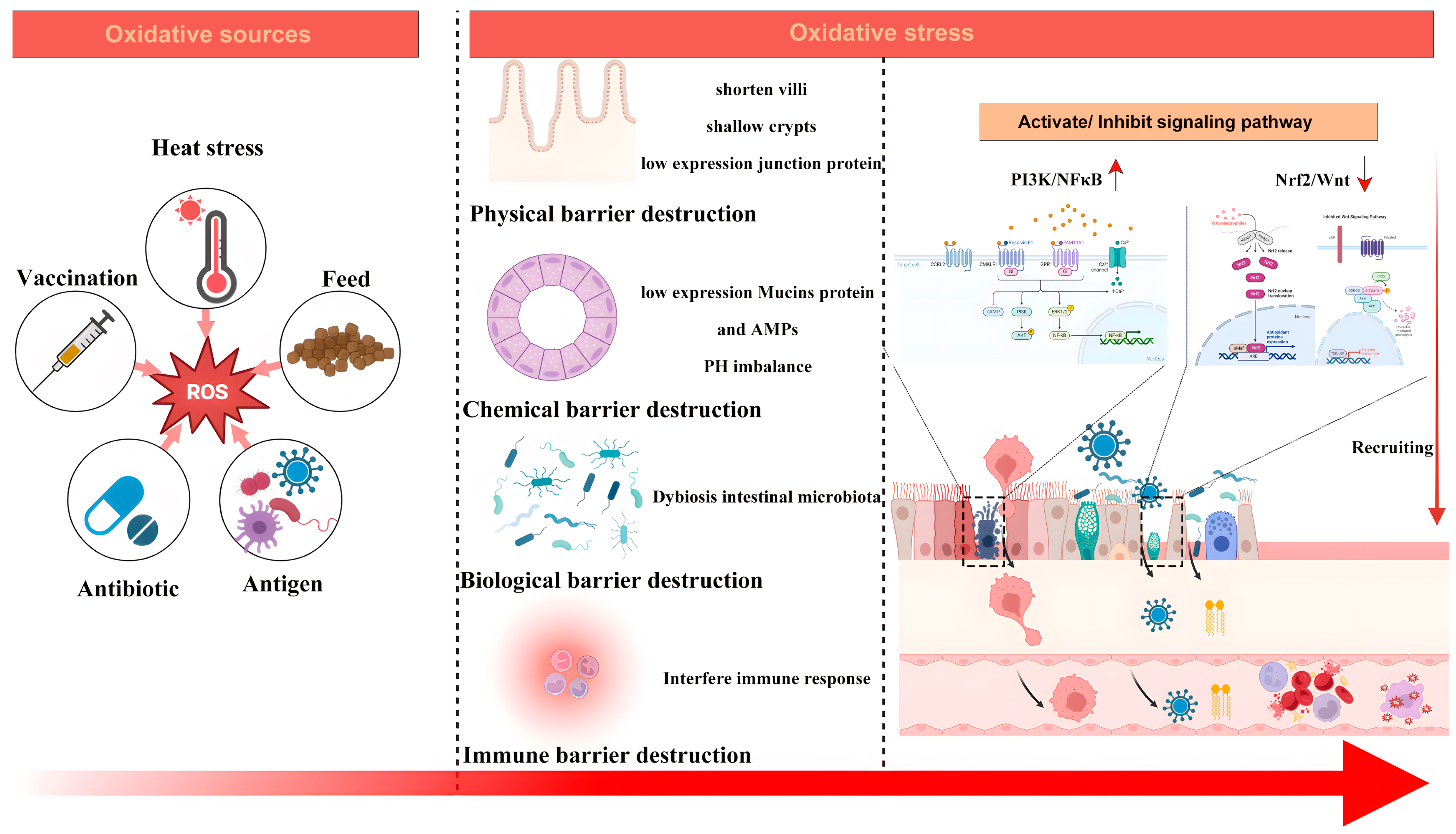 Antioxidants 13 01375 g001