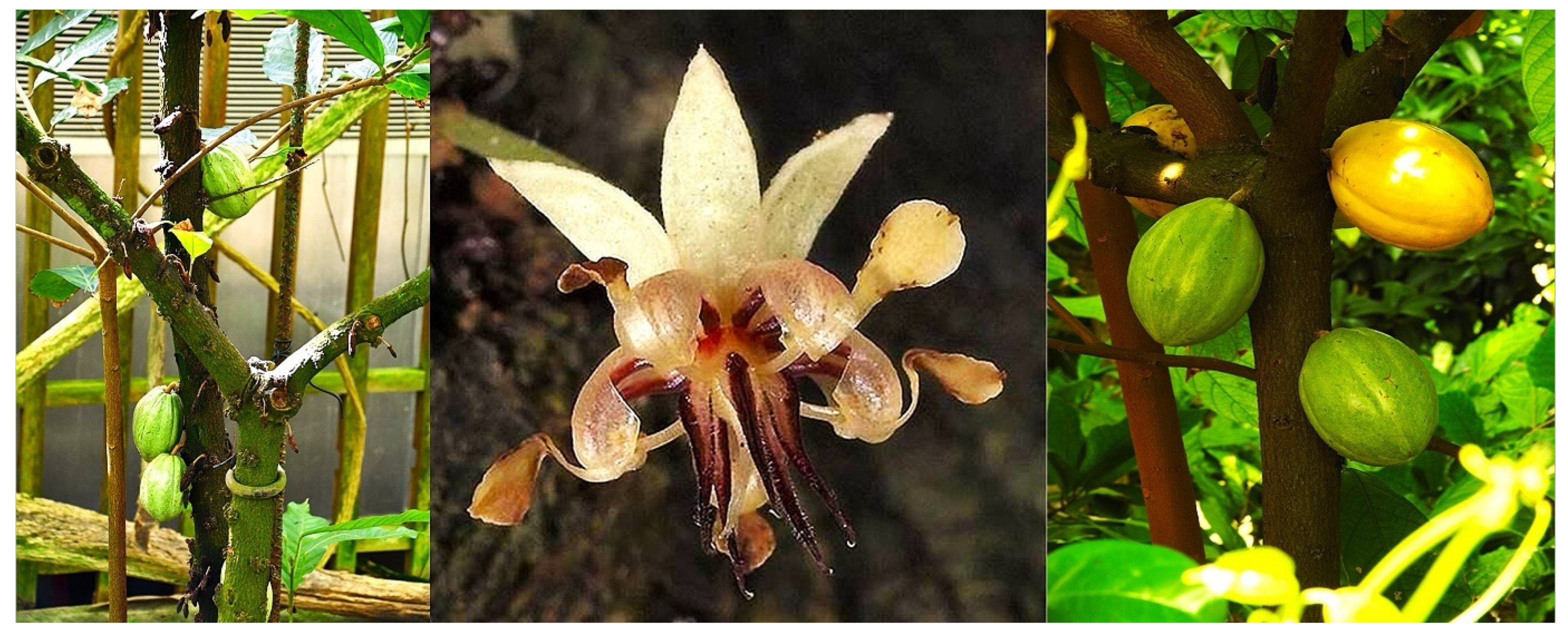 Antioxidants 13 01376 g002