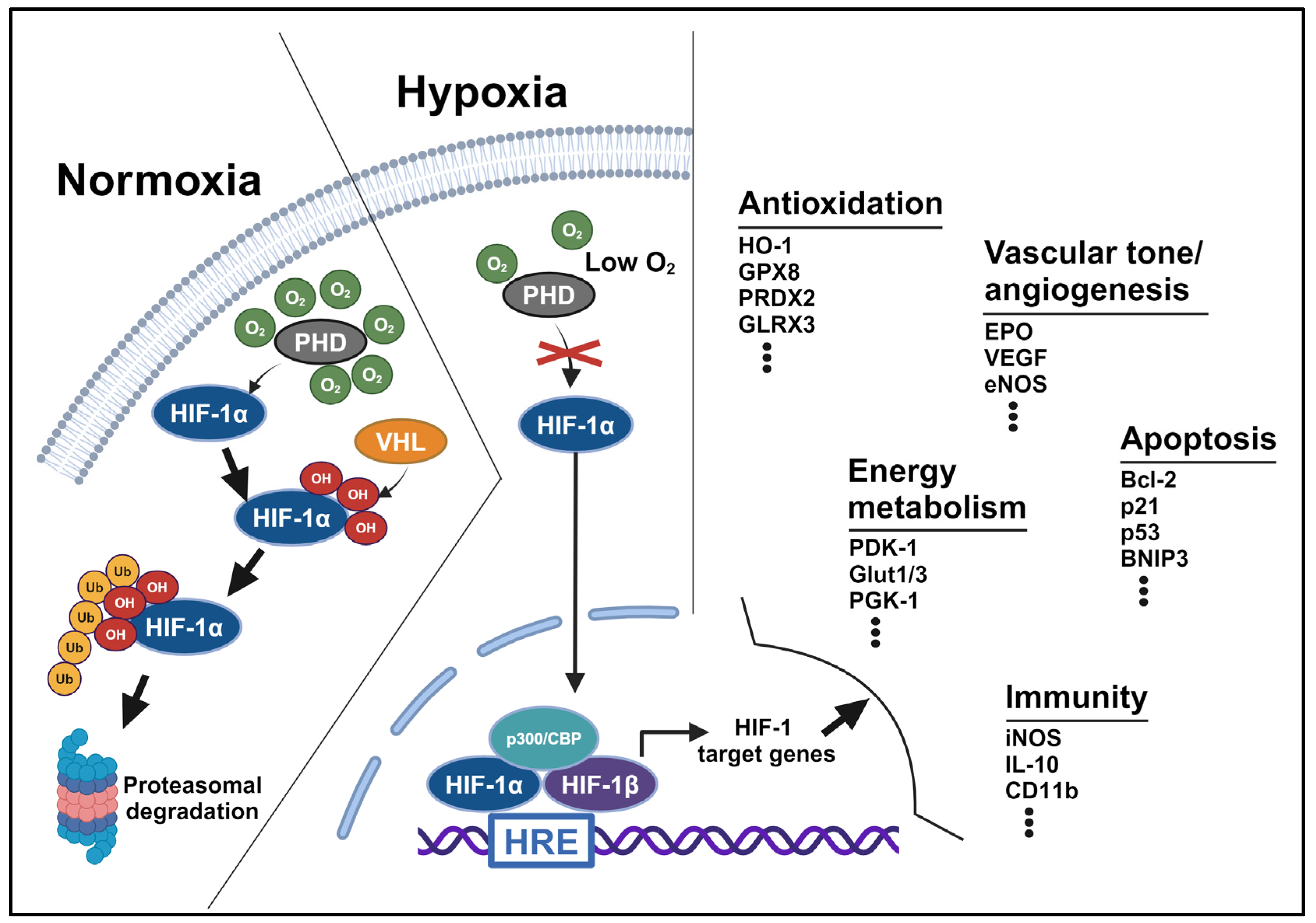 Antioxidants 13 01378 g002