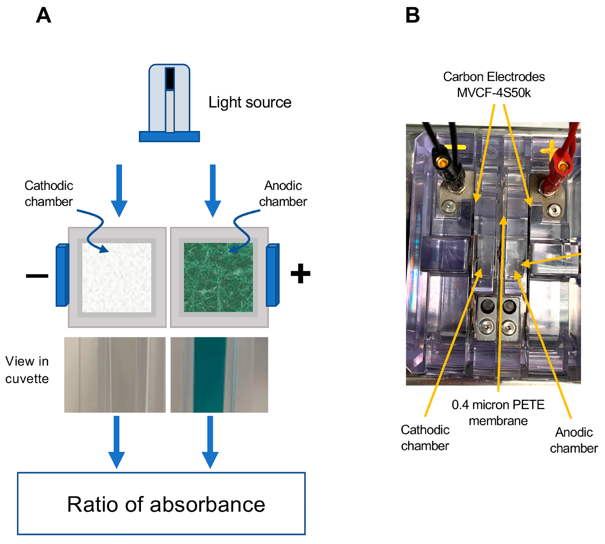 Antioxidants 13 01379 g001