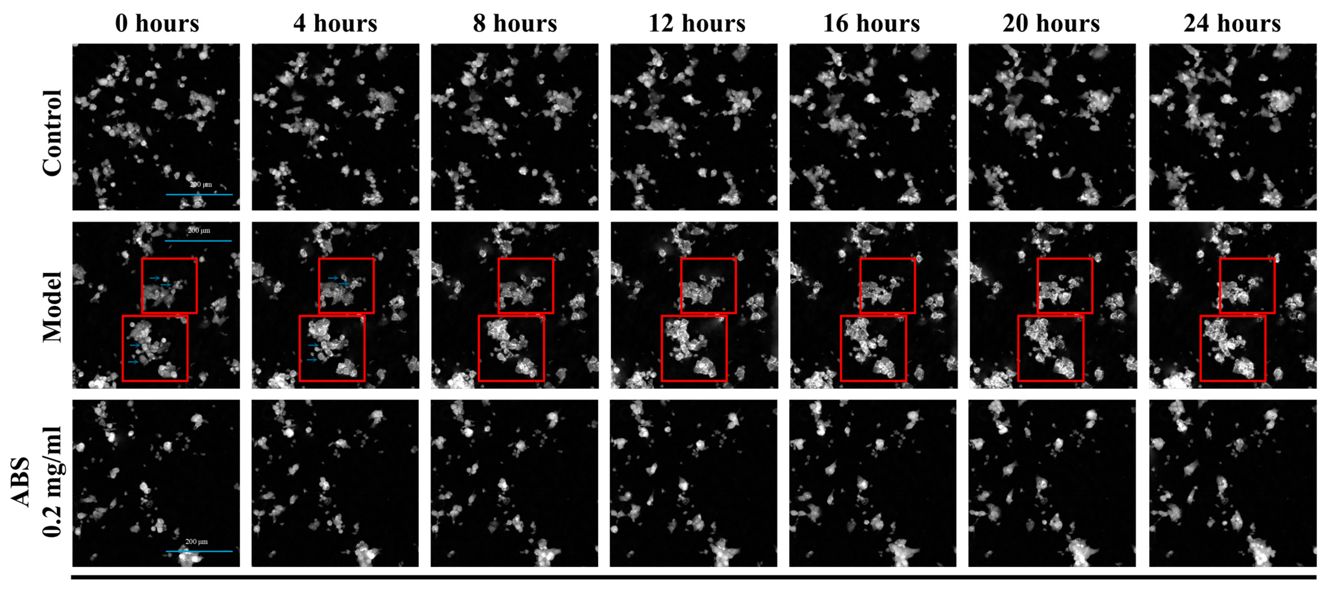 Antioxidants 13 01380 g007