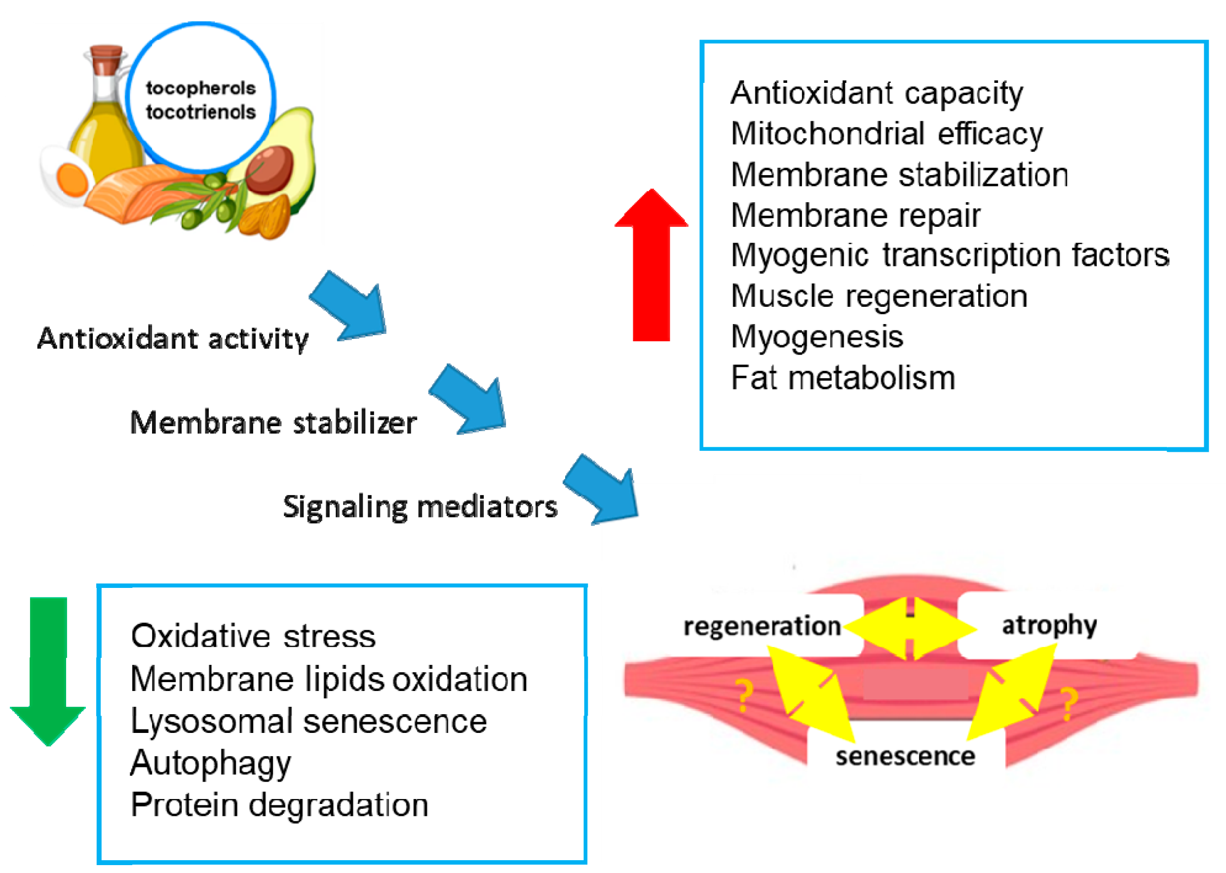 Antioxidants 13 01383 g002