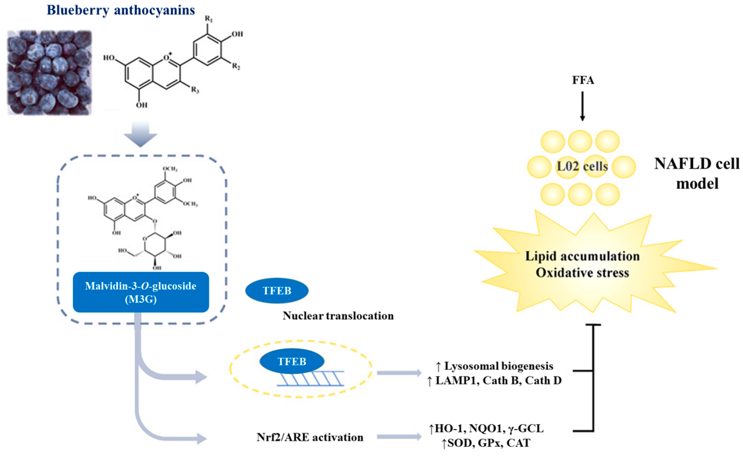 Antioxidants 13 01389 g004