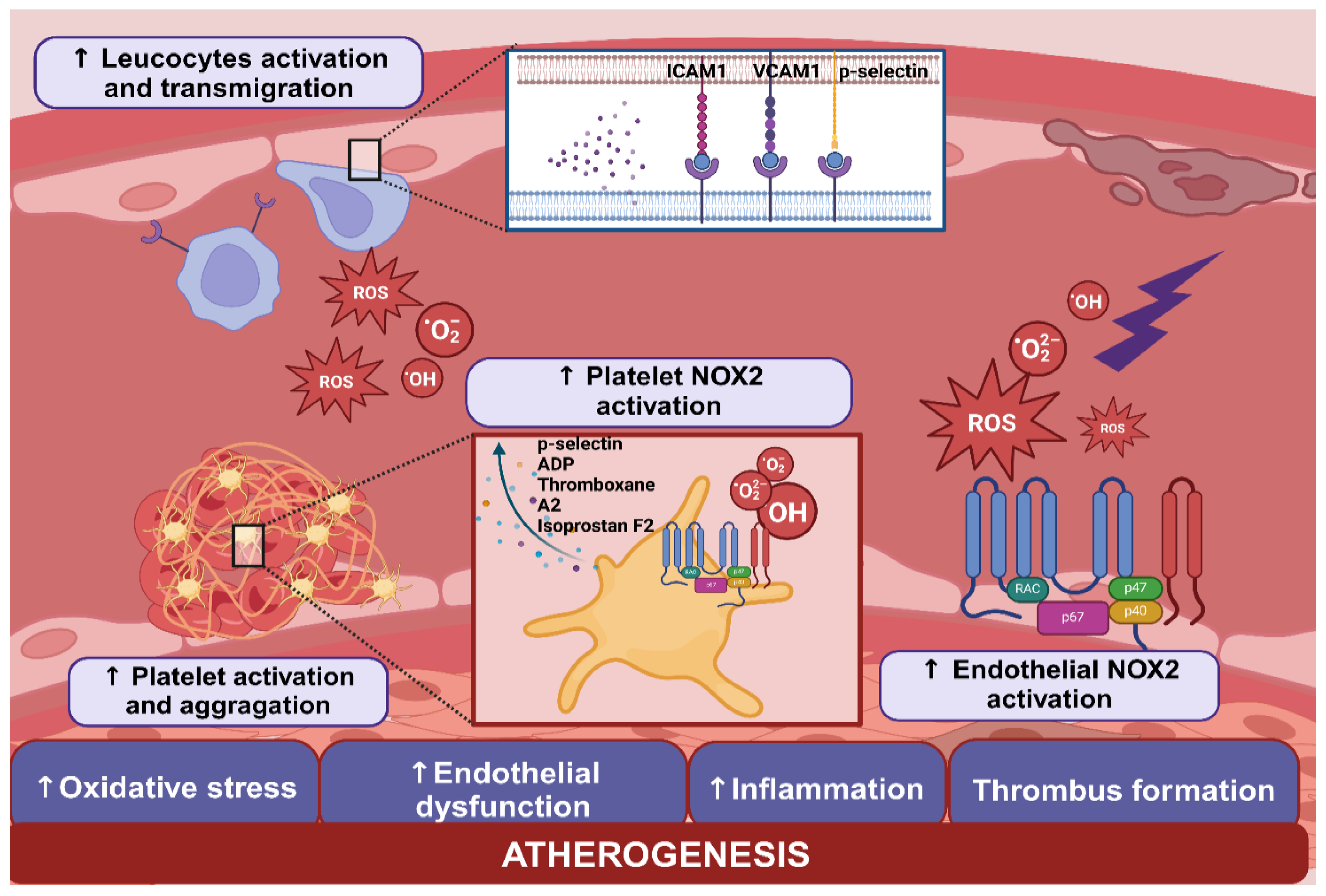 Antioxidants 13 01395 g001