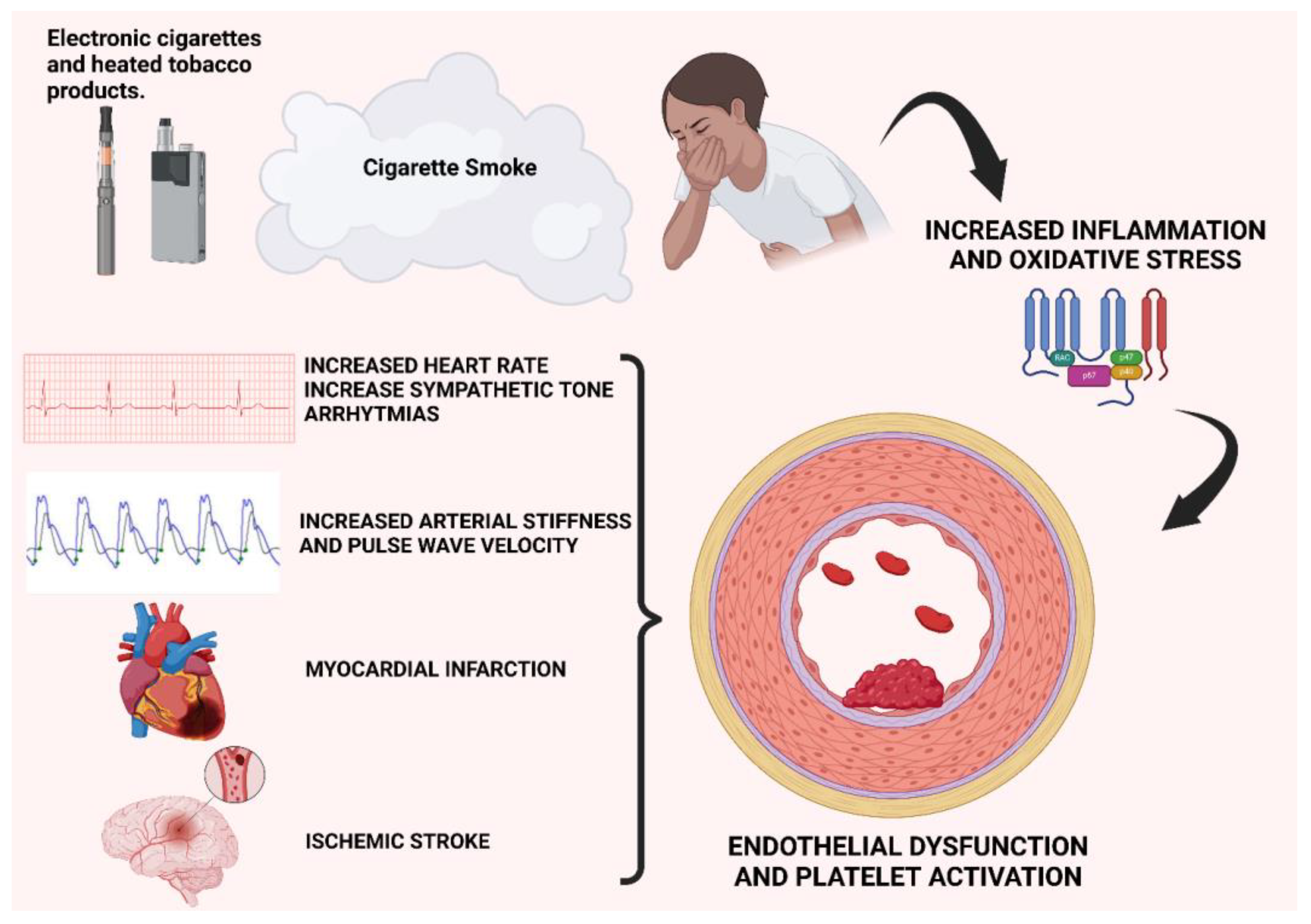 Antioxidants 13 01395 g004