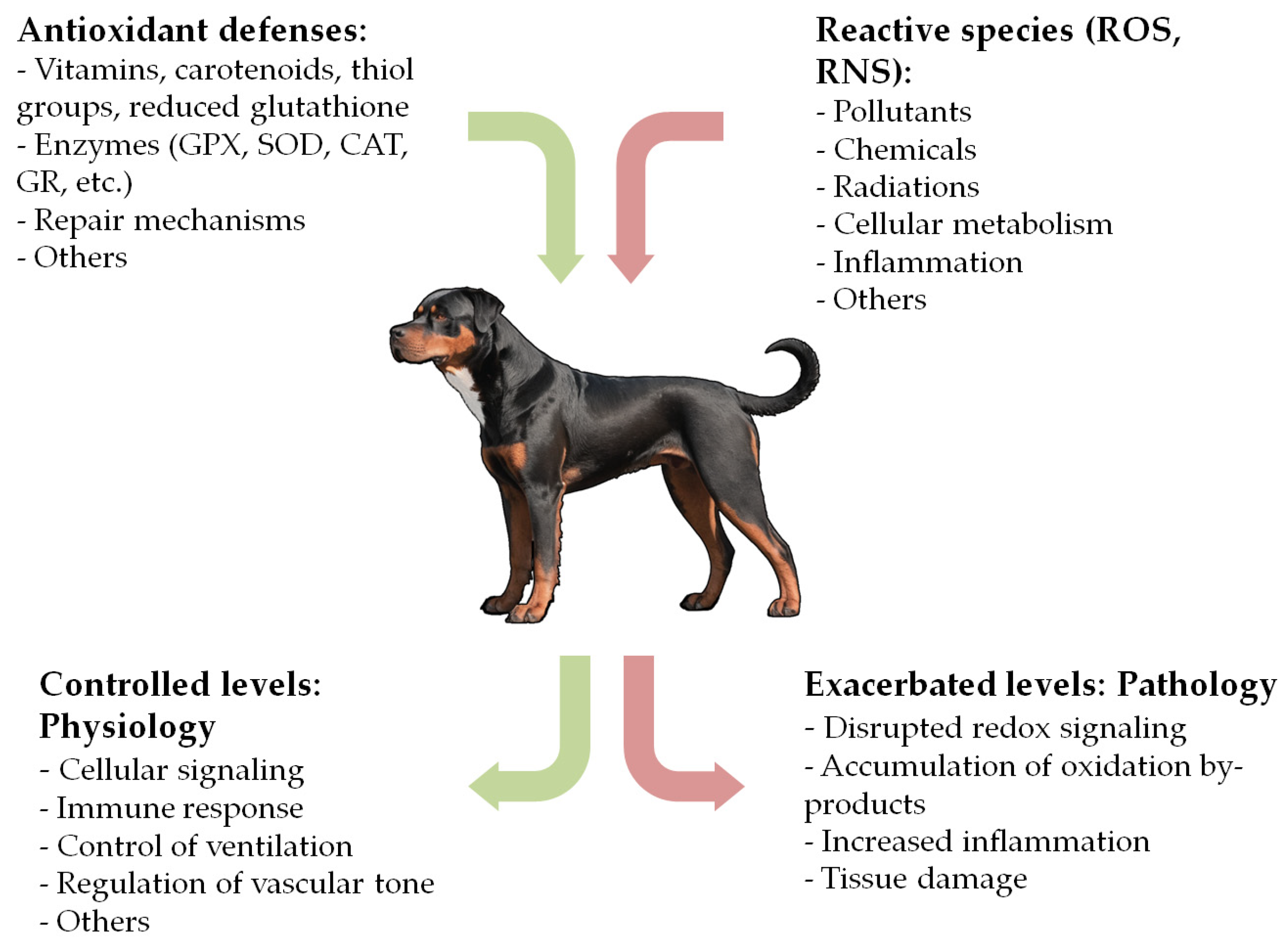 Antioxidants 13 01396 g001