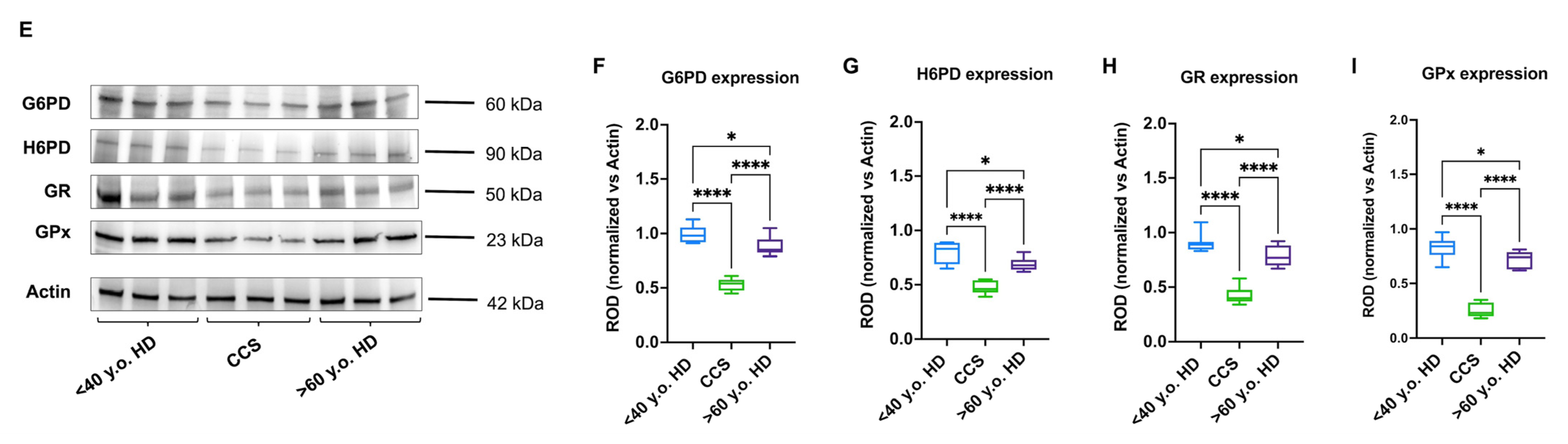 Antioxidants 13 01397 g003b Antioxidants 13 01397 g003b