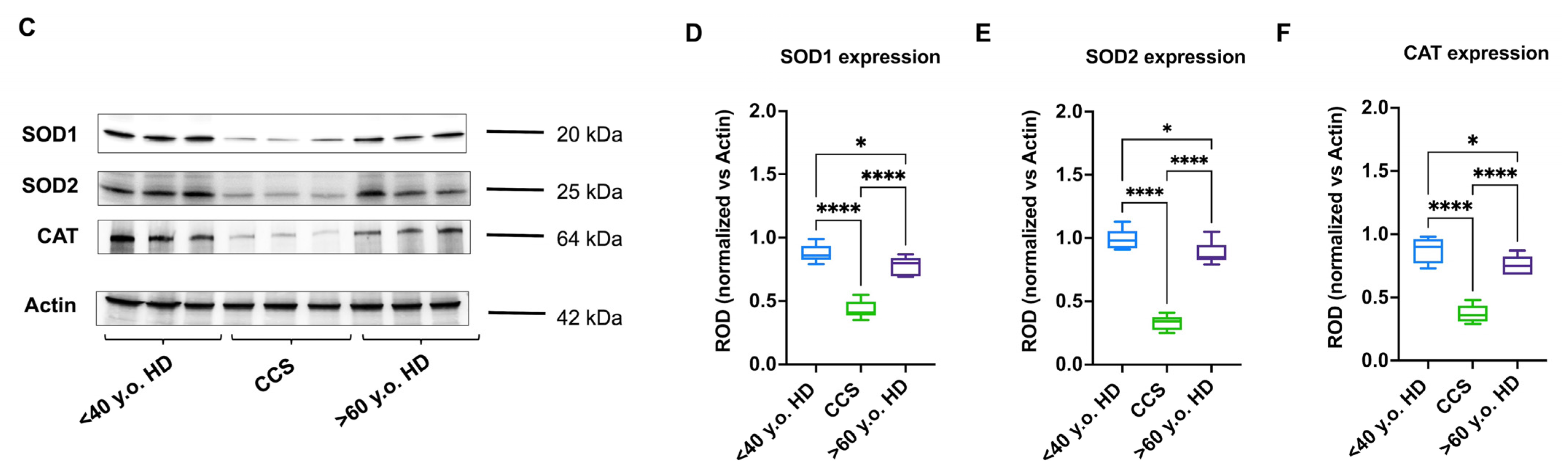 Antioxidants 13 01397 g004b Antioxidants 13 01397 g004b