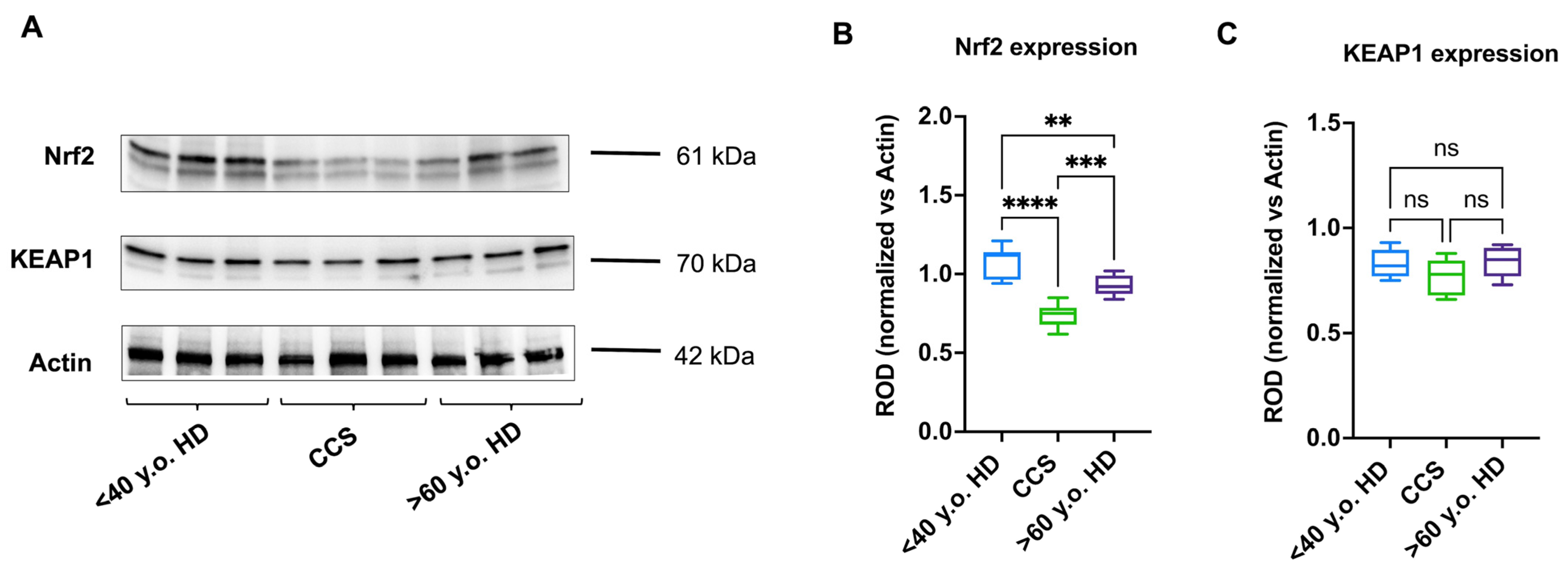 Antioxidants 13 01397 g005 Antioxidants 13 01397 g005