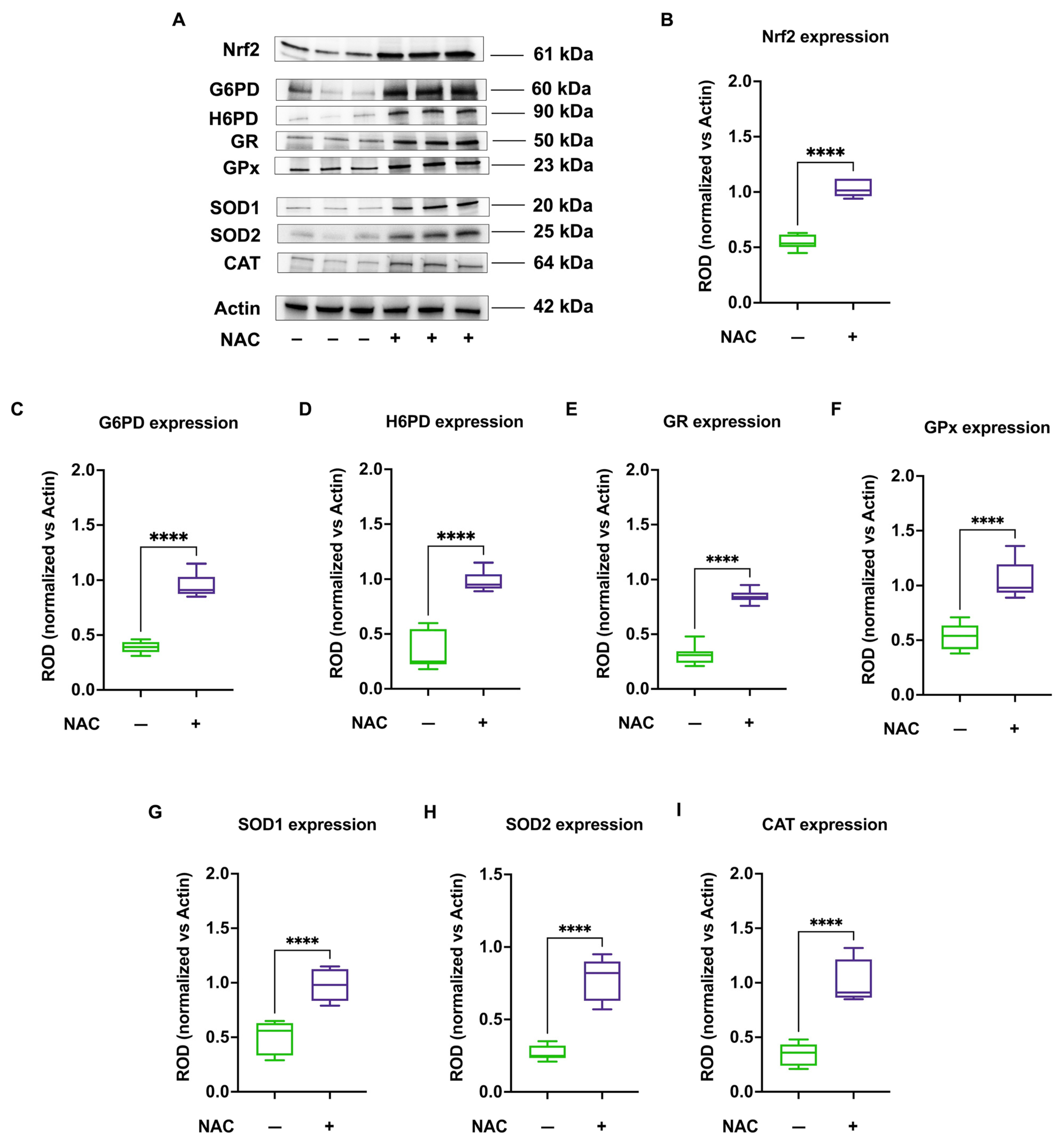 Antioxidants 13 01397 g006 Antioxidants 13 01397 g006