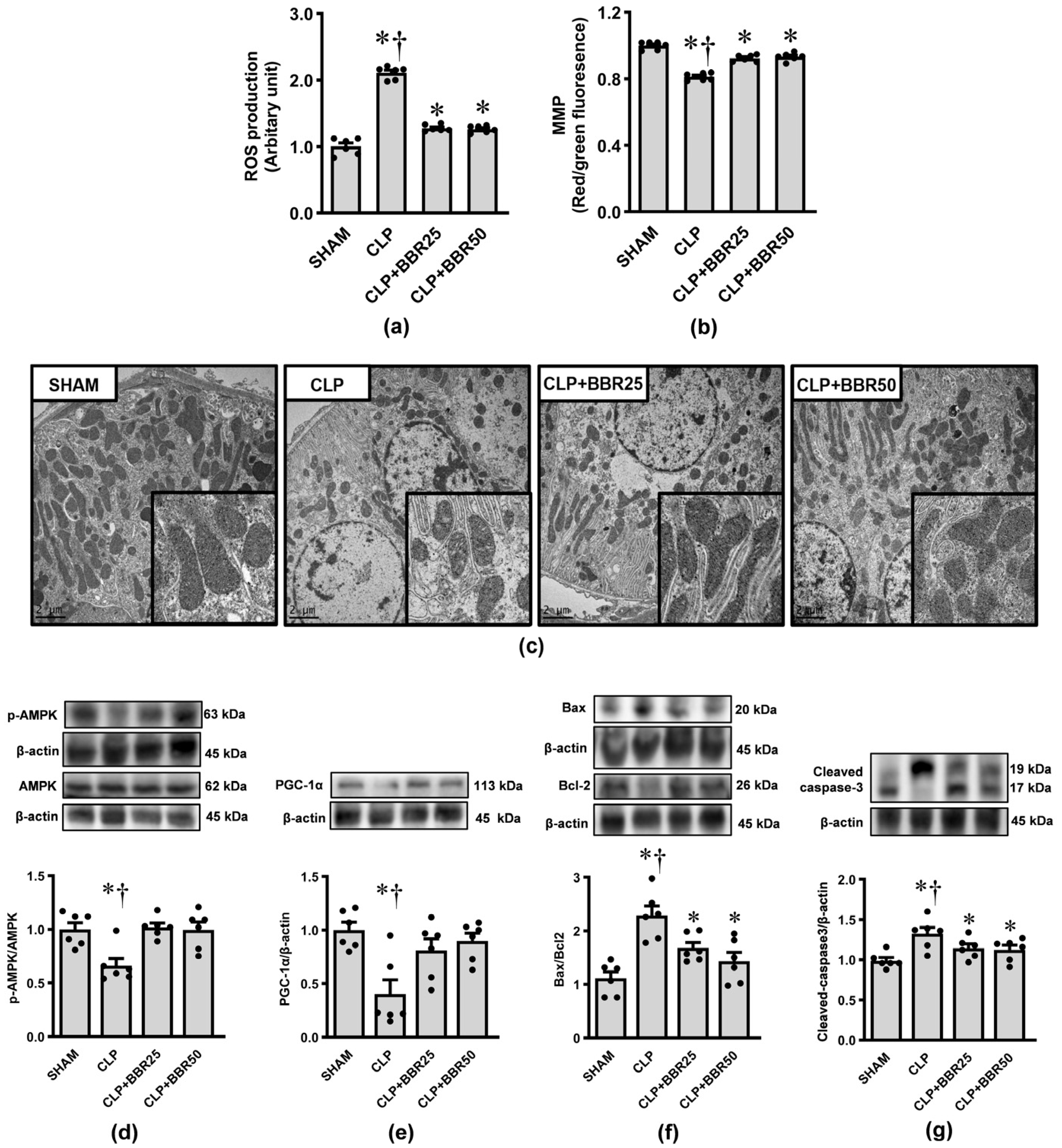 Antioxidants 13 01398 g005