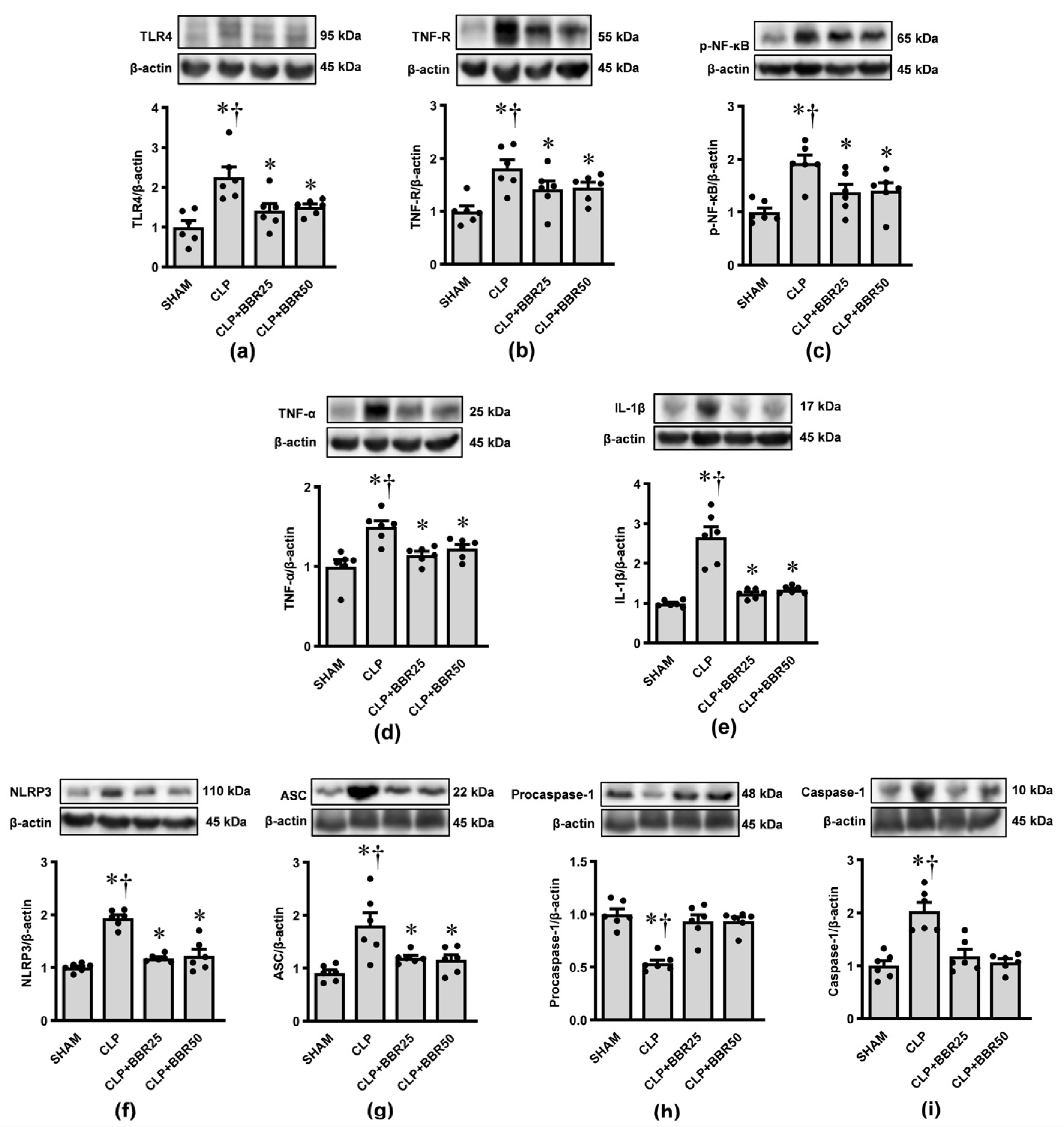 Antioxidants 13 01398 g006
