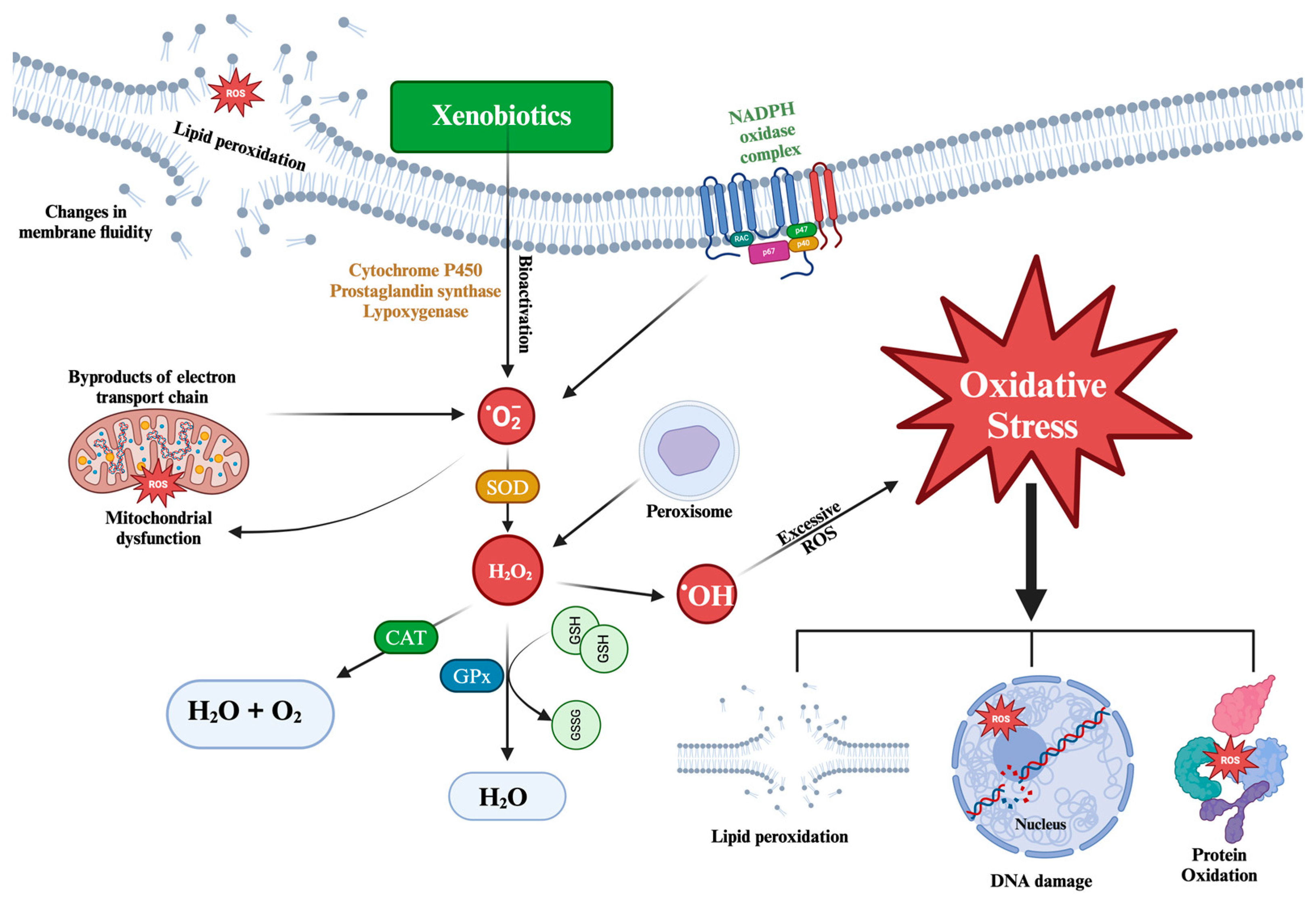 Antioxidants 13 01399 g001