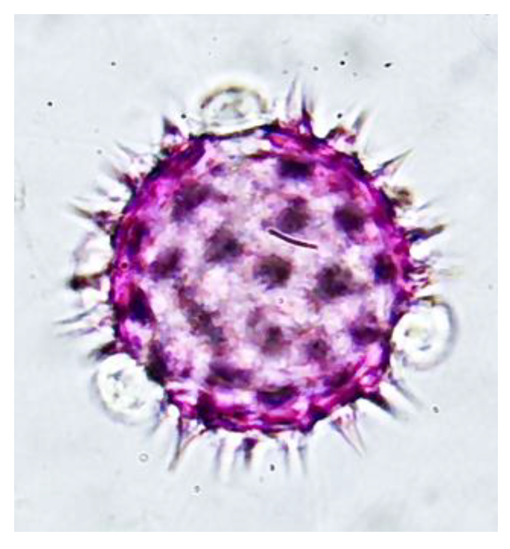 Antioxidants 13 01412 g004