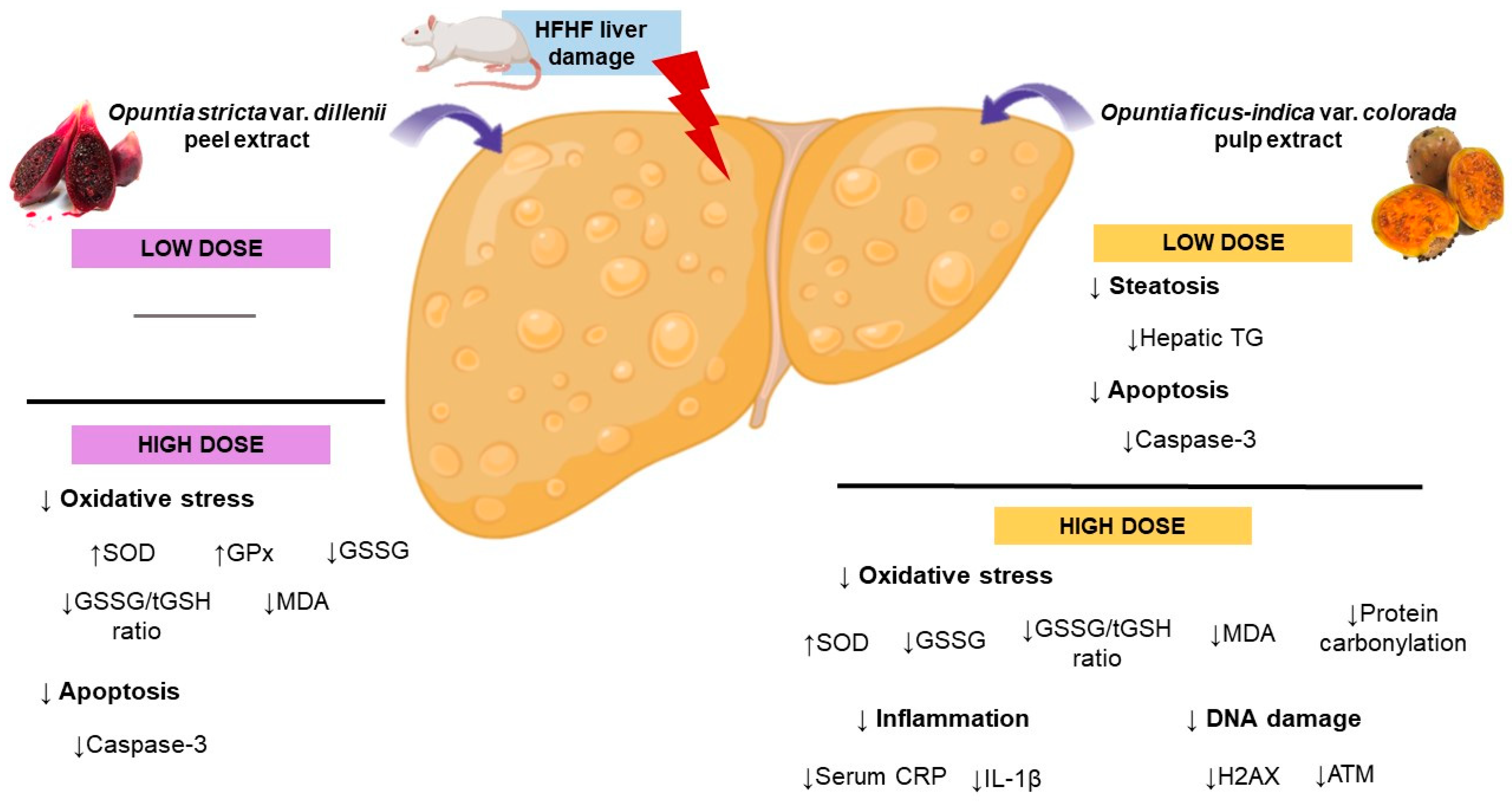 Antioxidants 13 01416 g004
