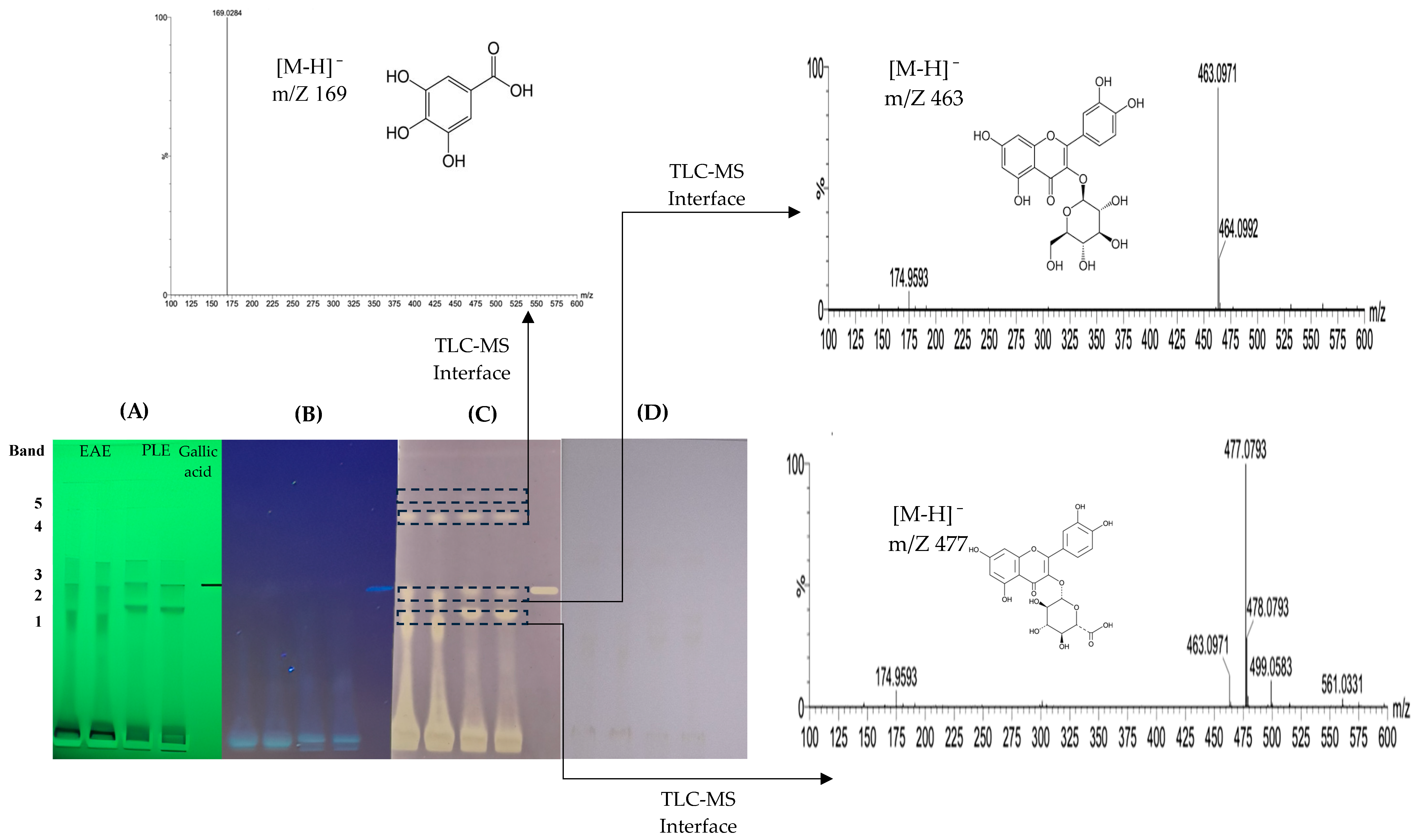 Antioxidants 13 01418 g001 Antioxidants 13 01418 g001