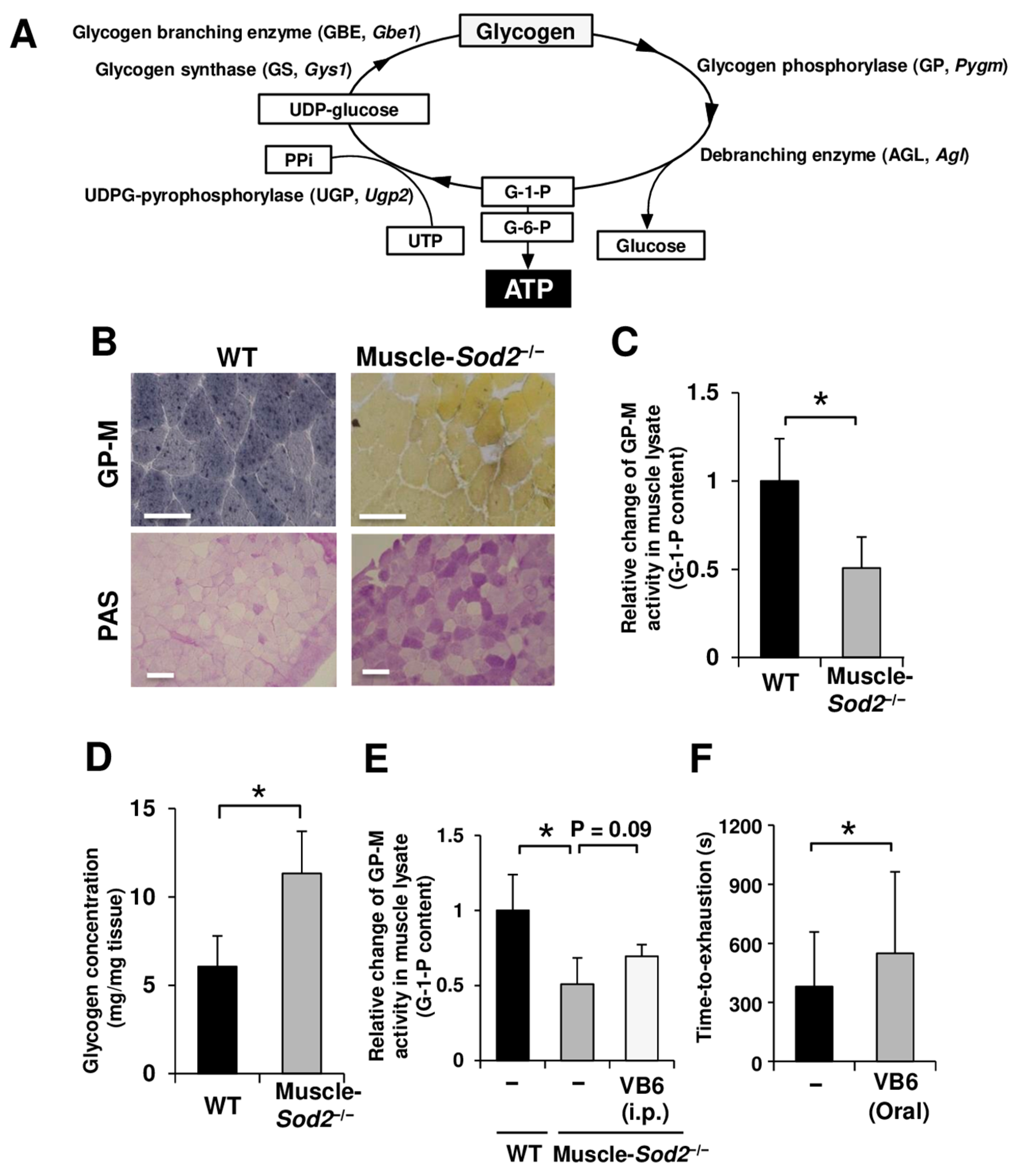 Antioxidants 13 01421 g001