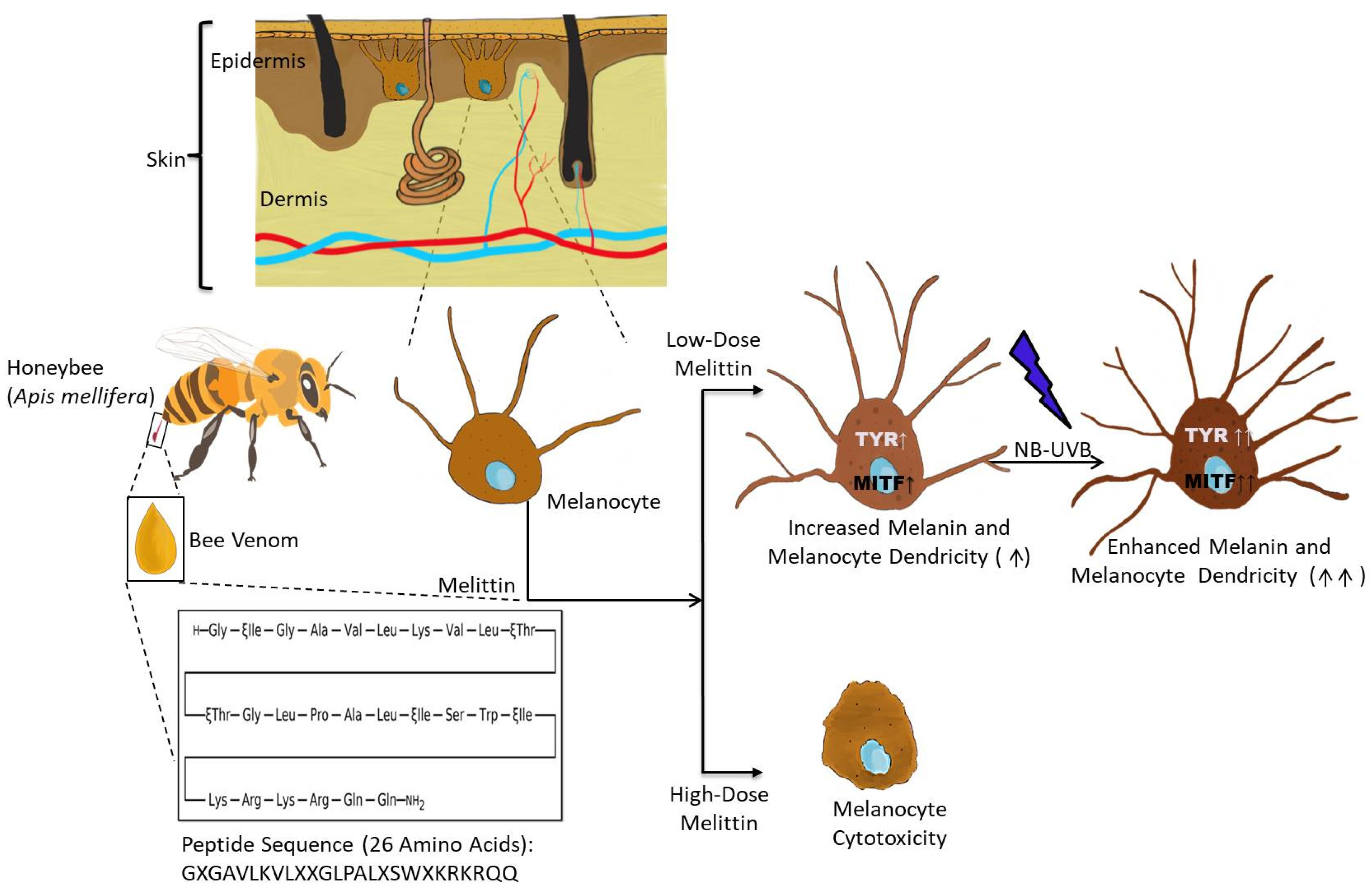 Antioxidants 13 01424 g005