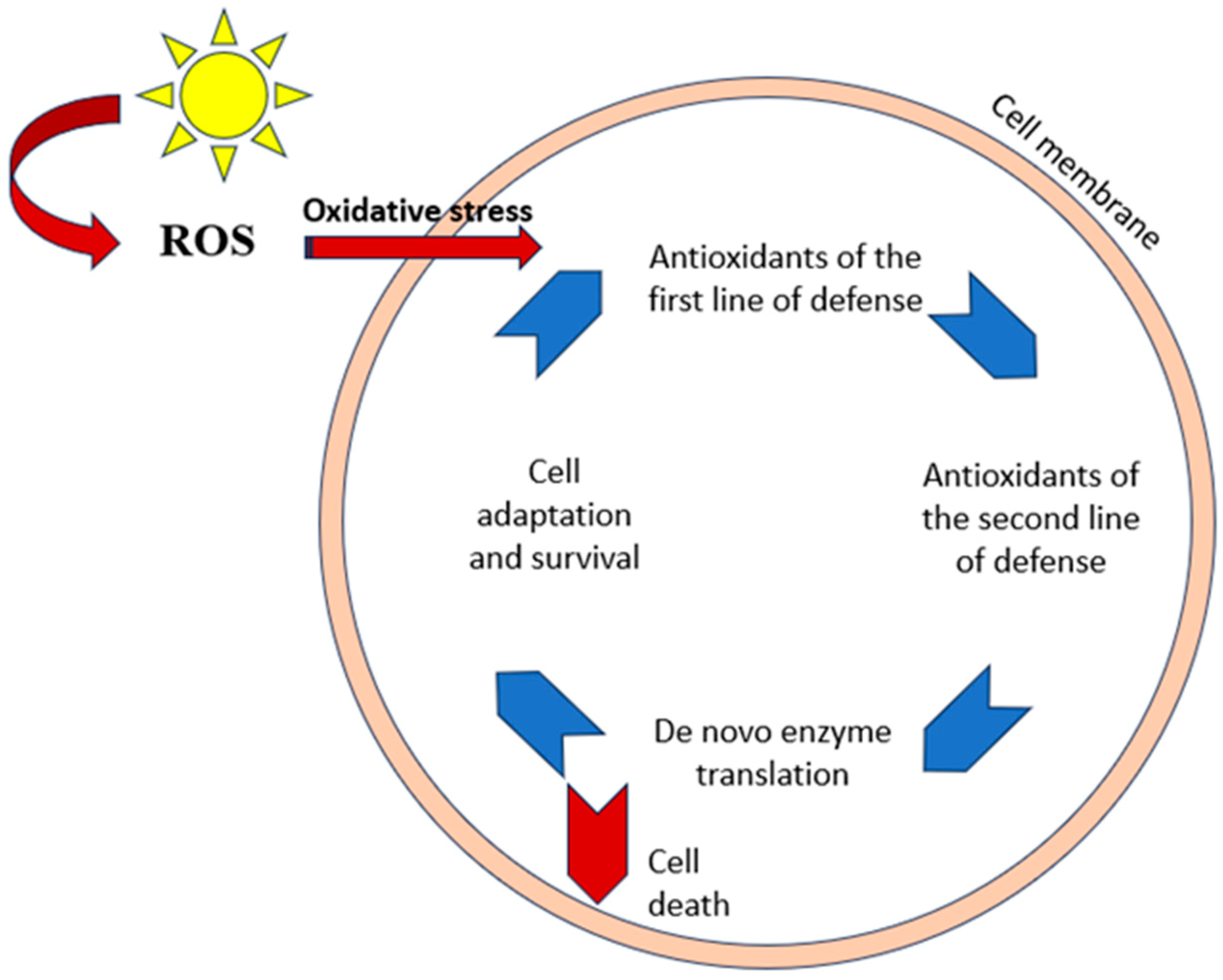 Antioxidants 13 01425 g001