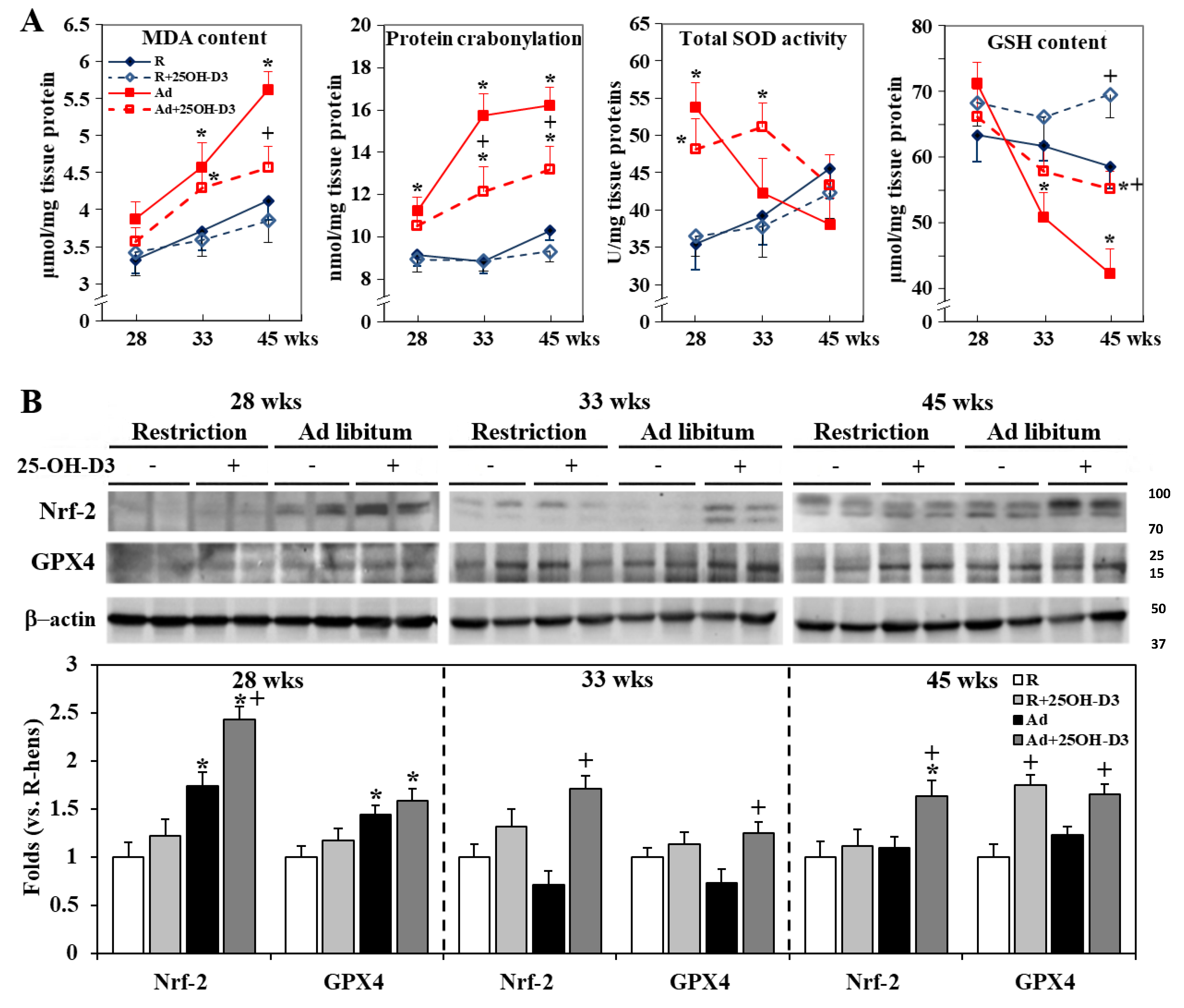 Antioxidants 13 01426 g006