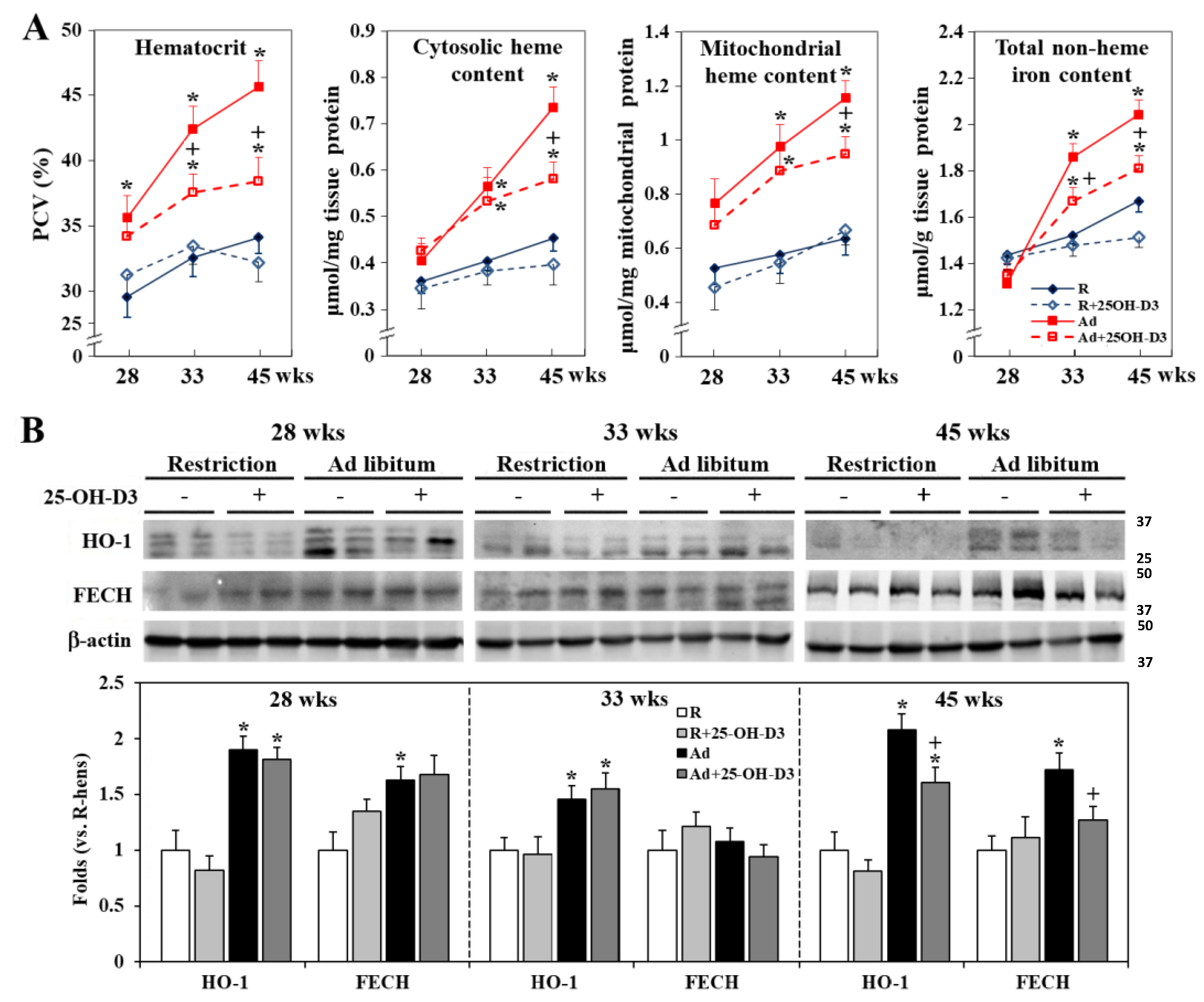 Antioxidants 13 01426 g007