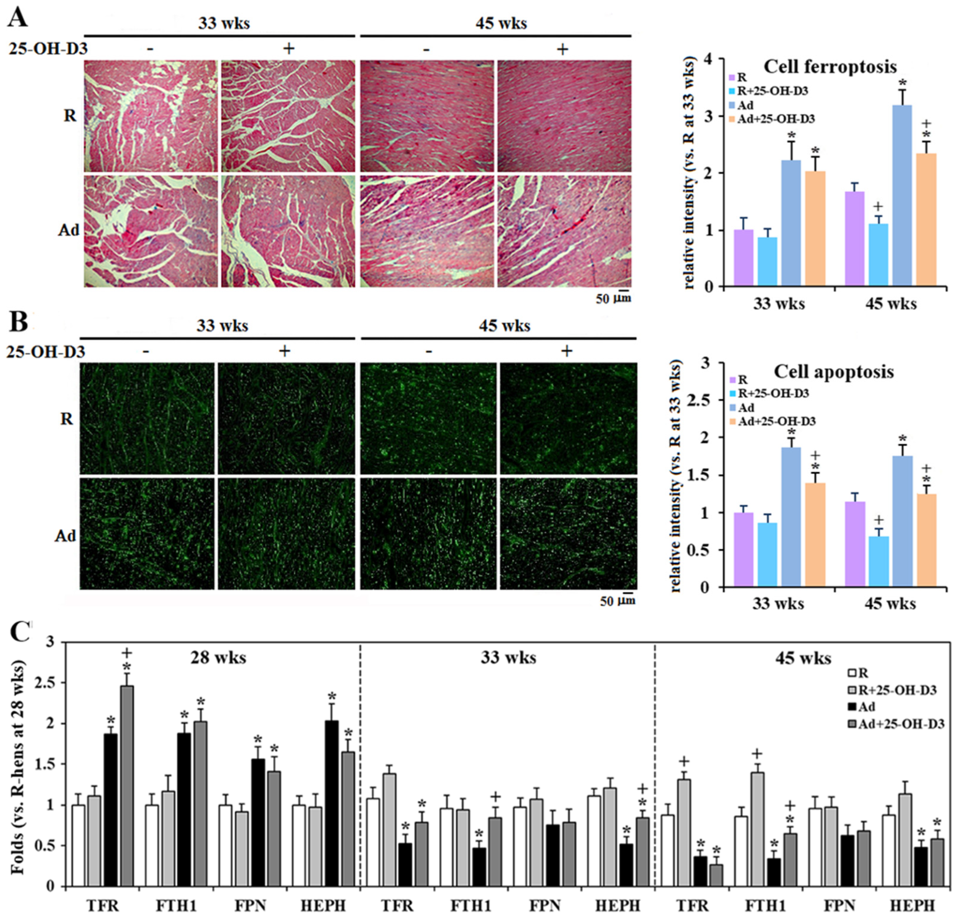 Antioxidants 13 01426 g008