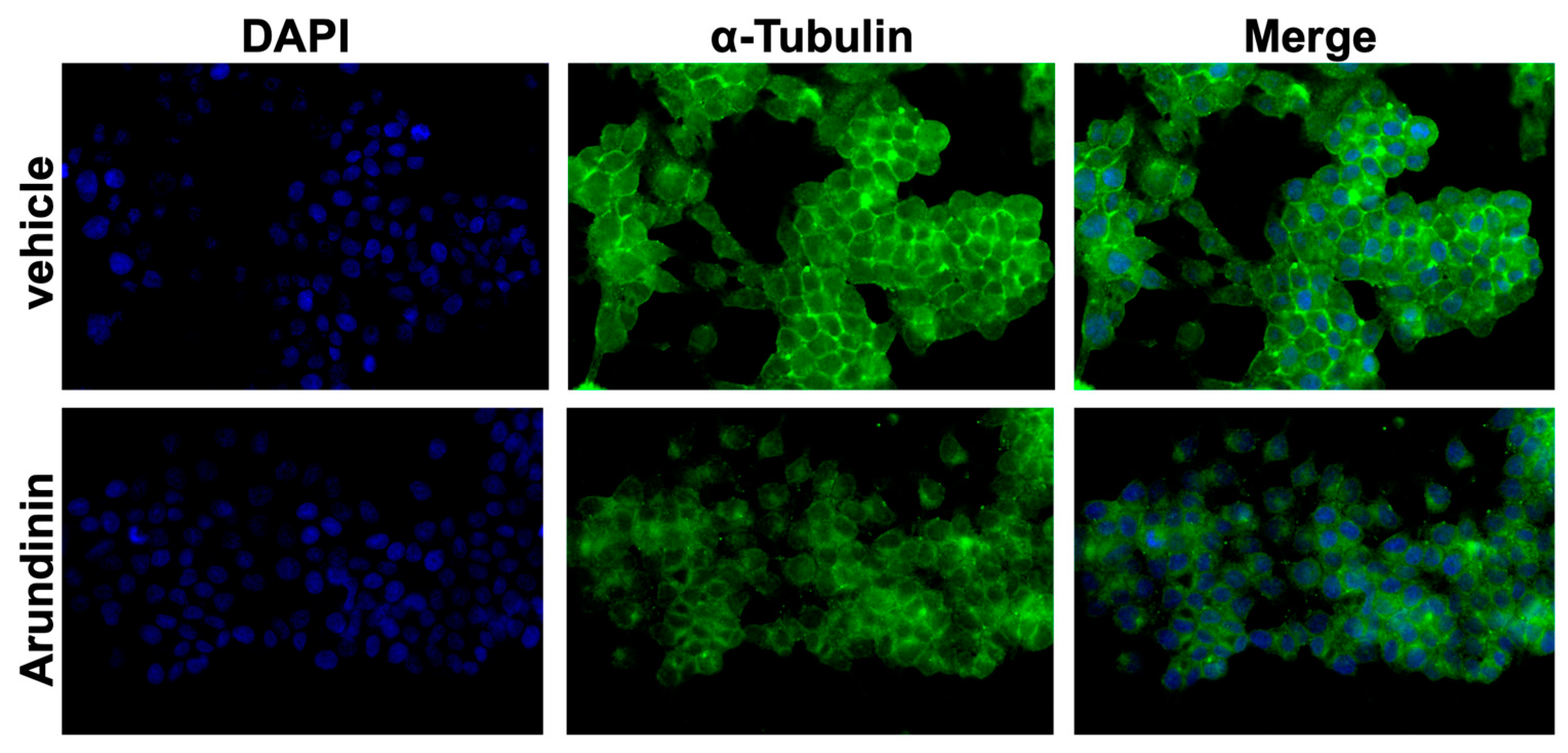 Antioxidants 13 01427 g007