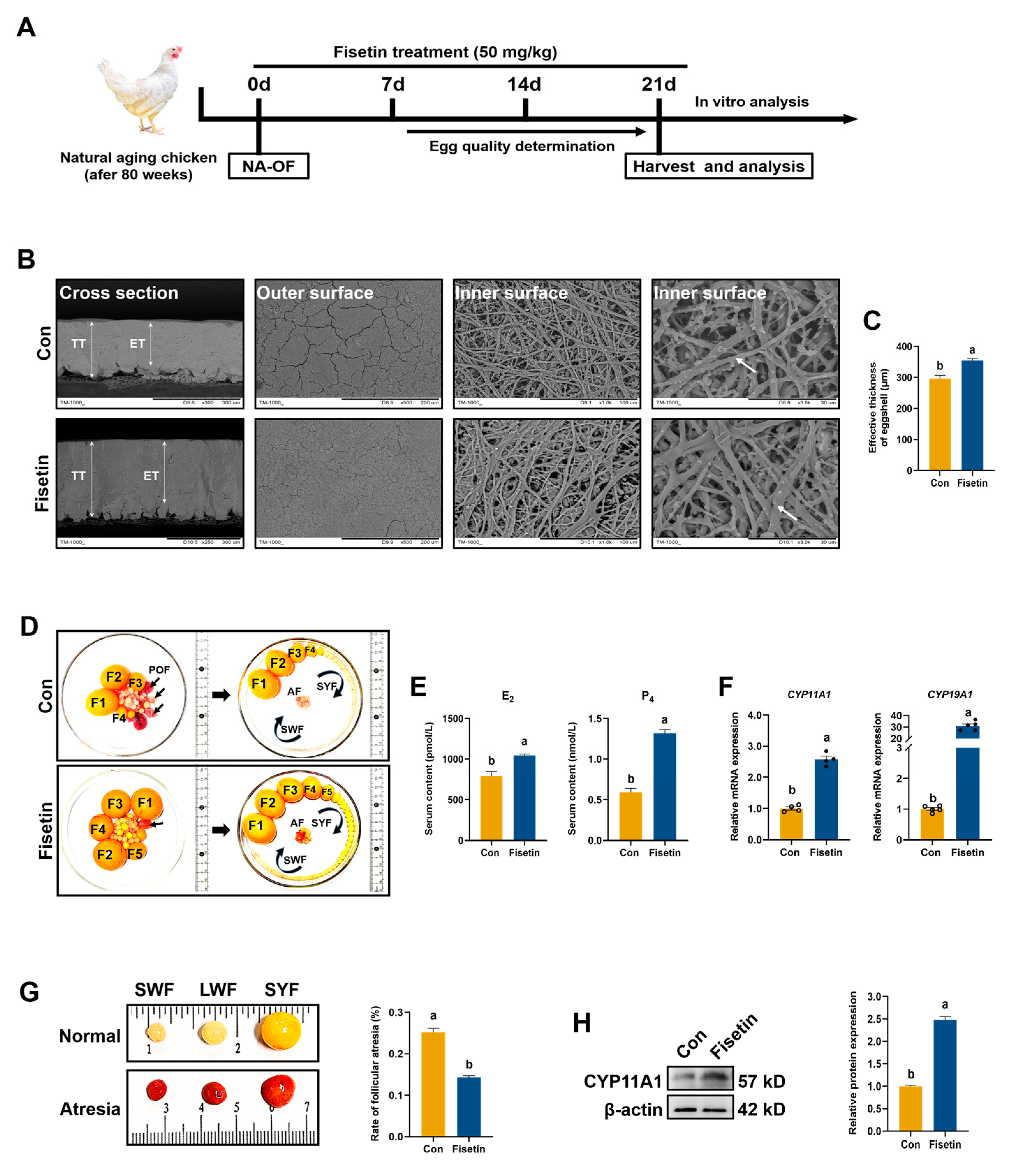 Antioxidants 13 01432 g001