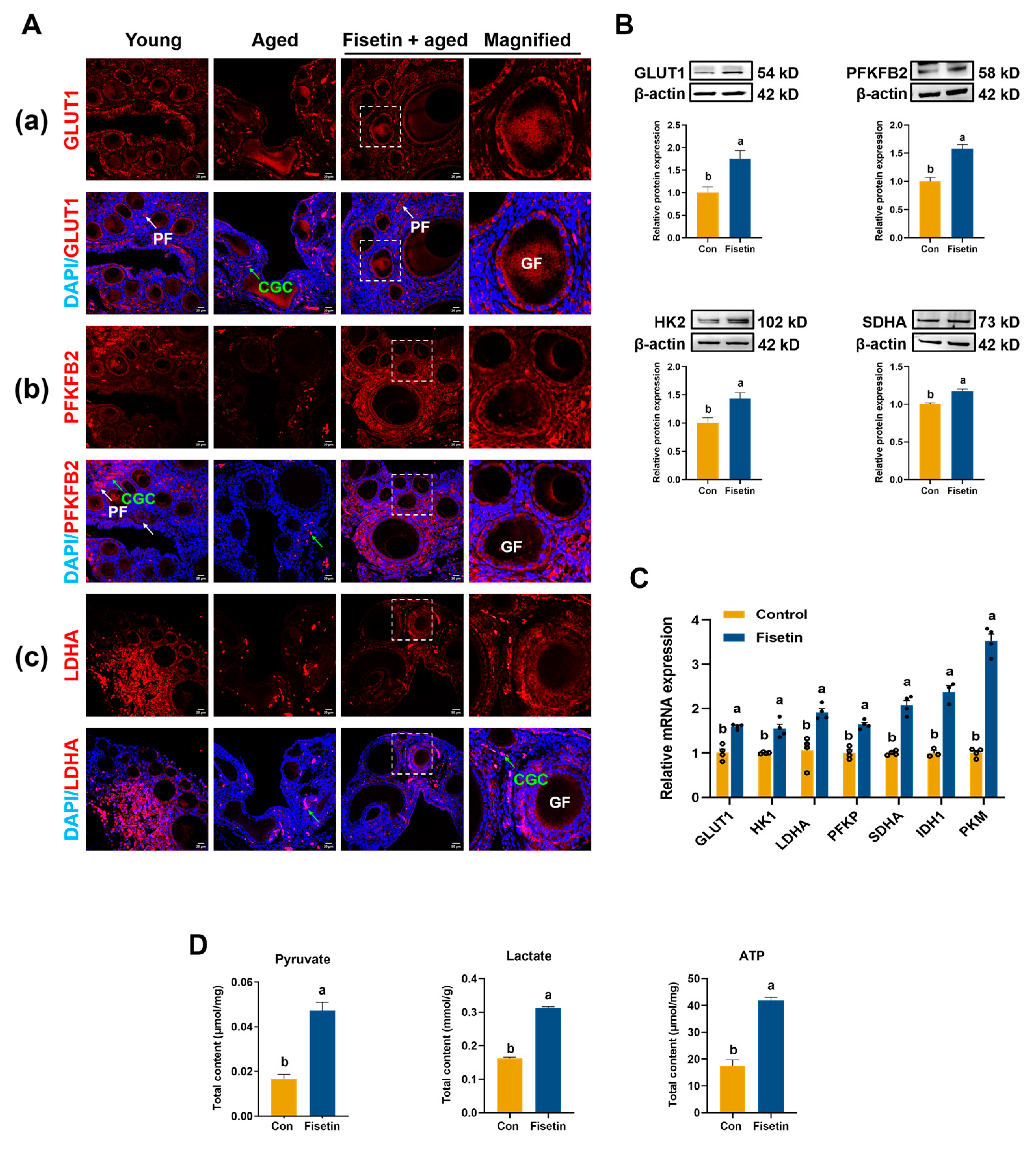 Antioxidants 13 01432 g003