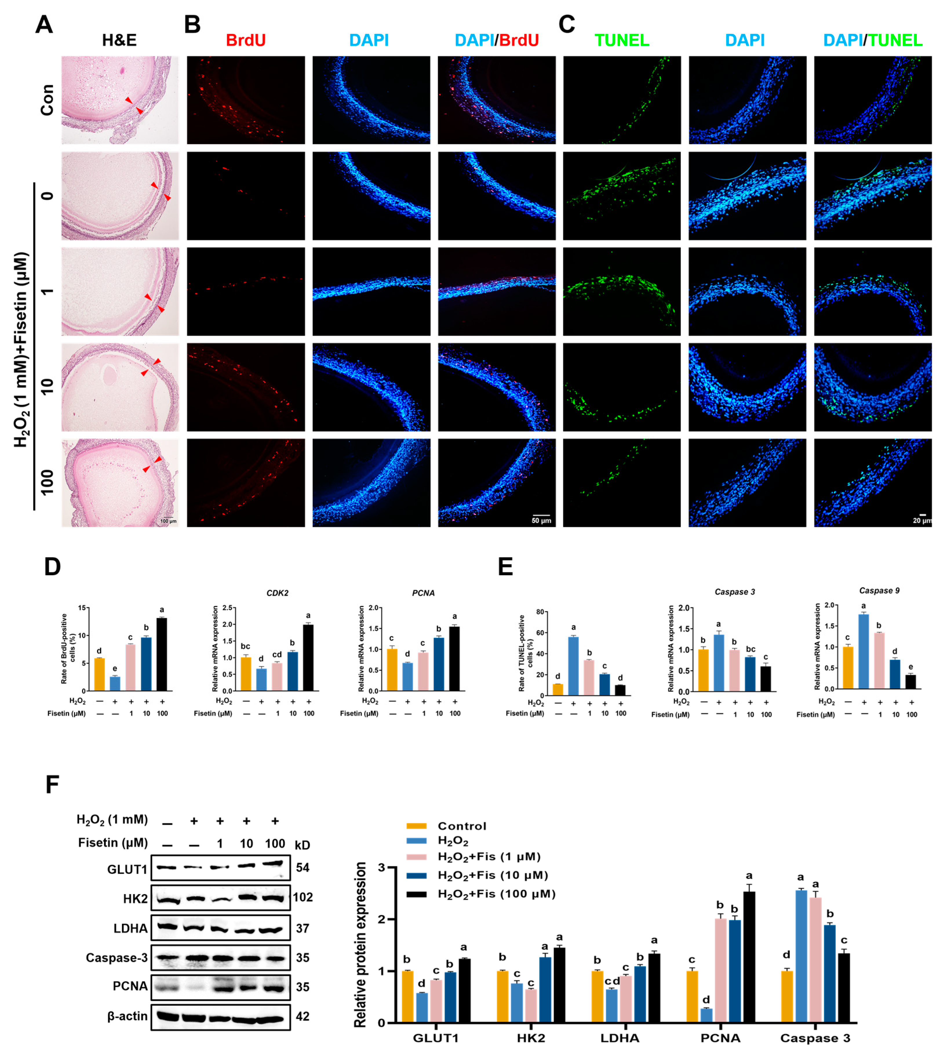 Antioxidants 13 01432 g004