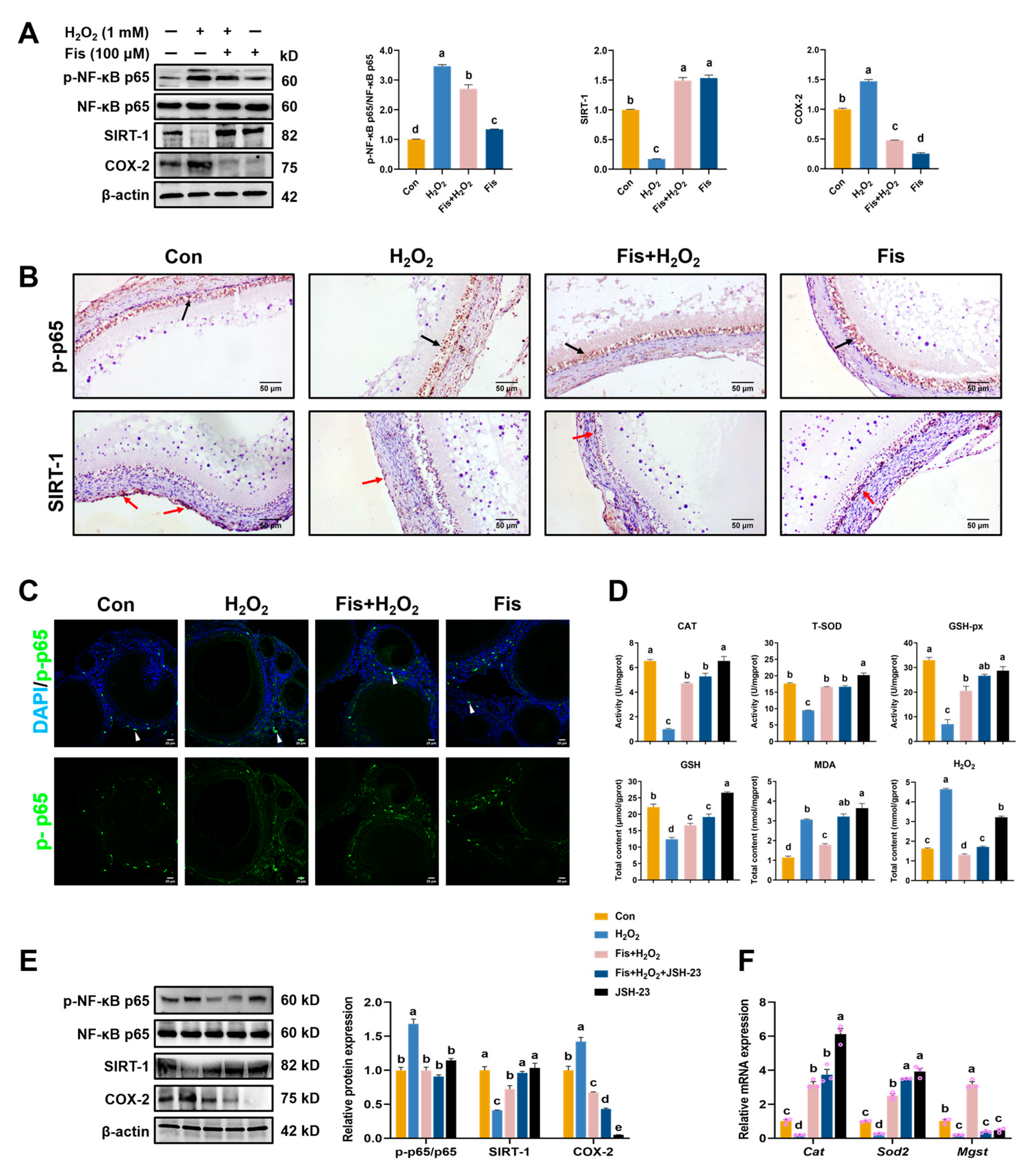 Antioxidants 13 01432 g006