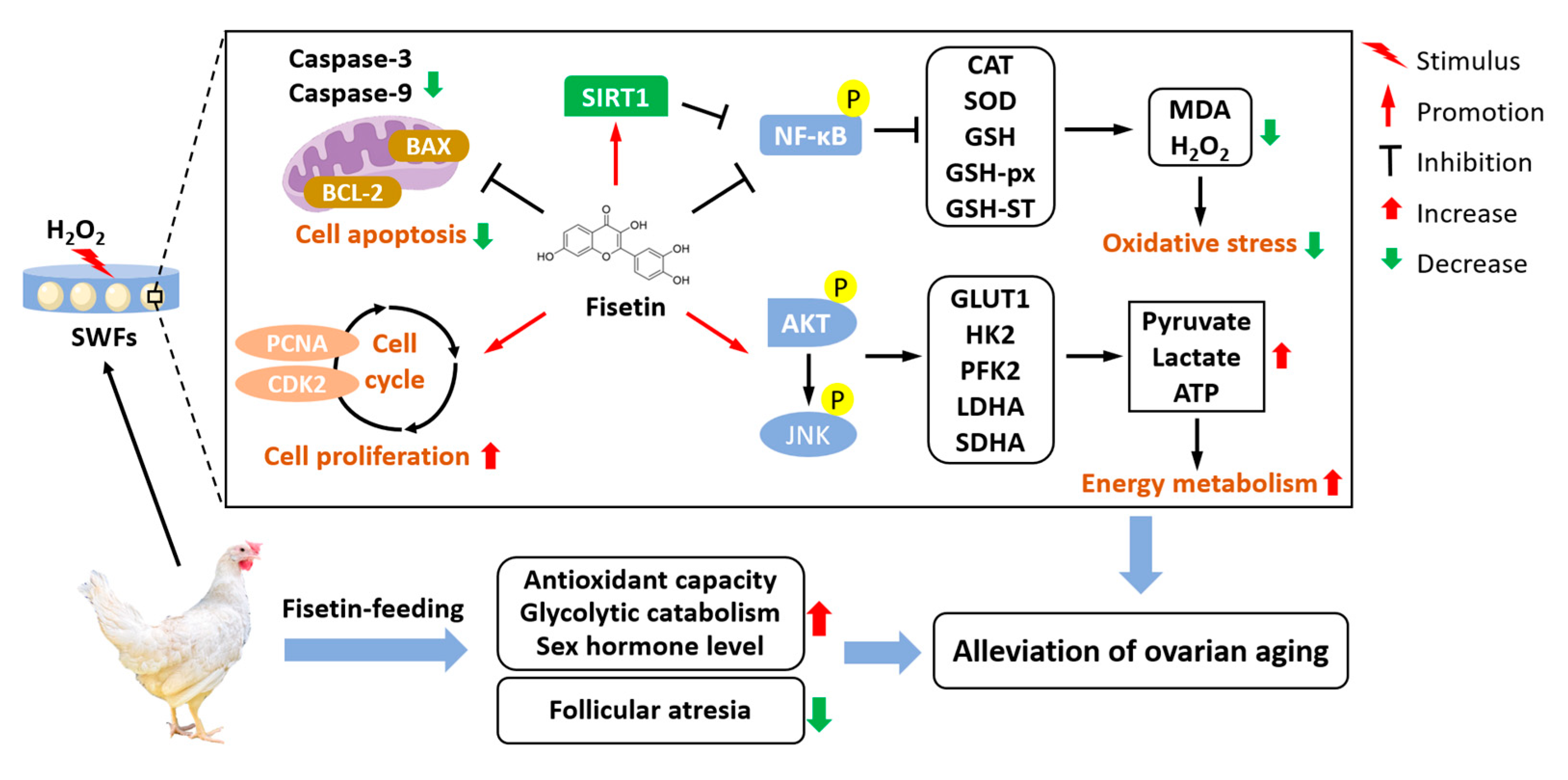 Antioxidants 13 01432 g010