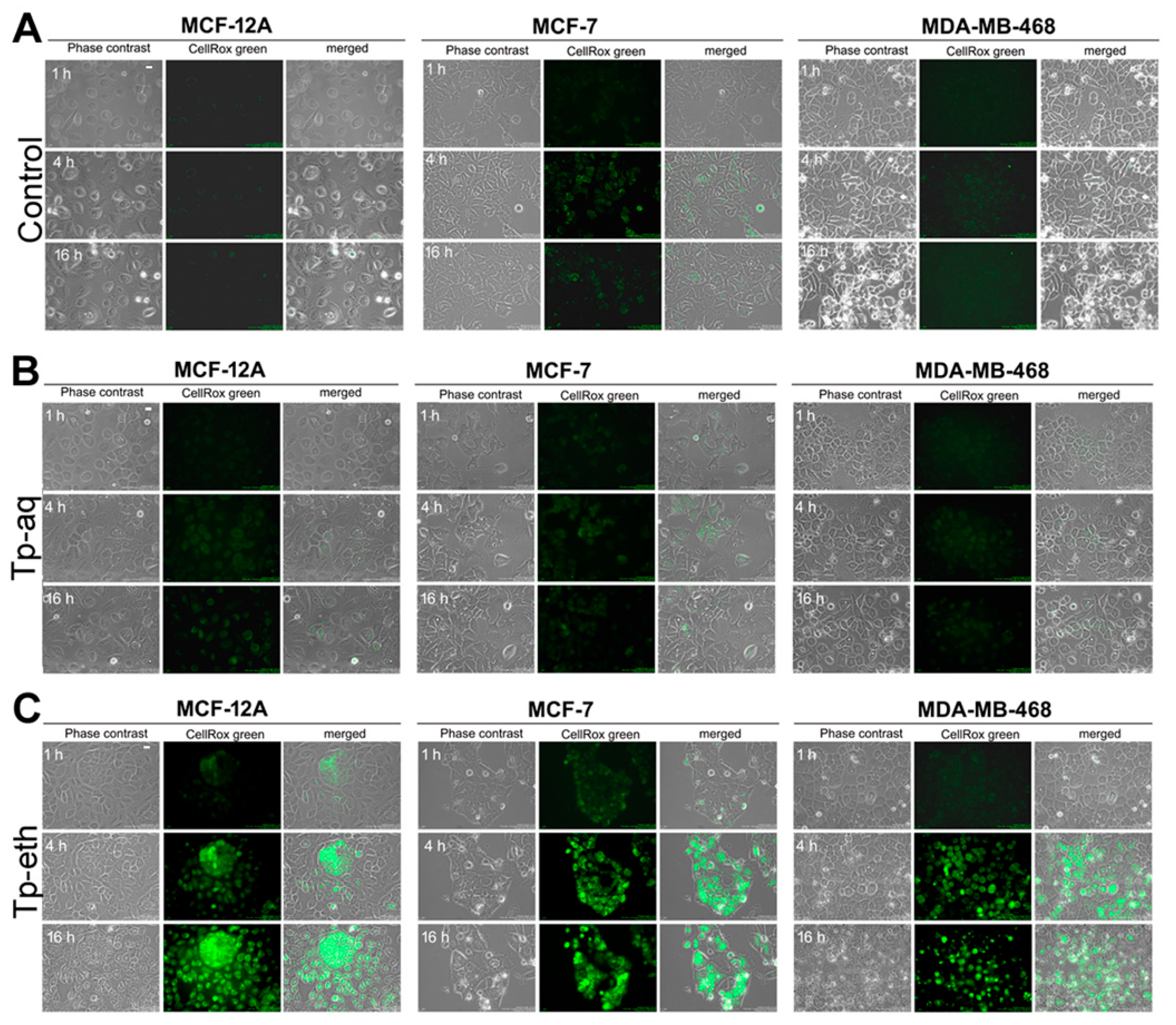 Antioxidants 13 01435 g006 Antioxidants 13 01435 g006