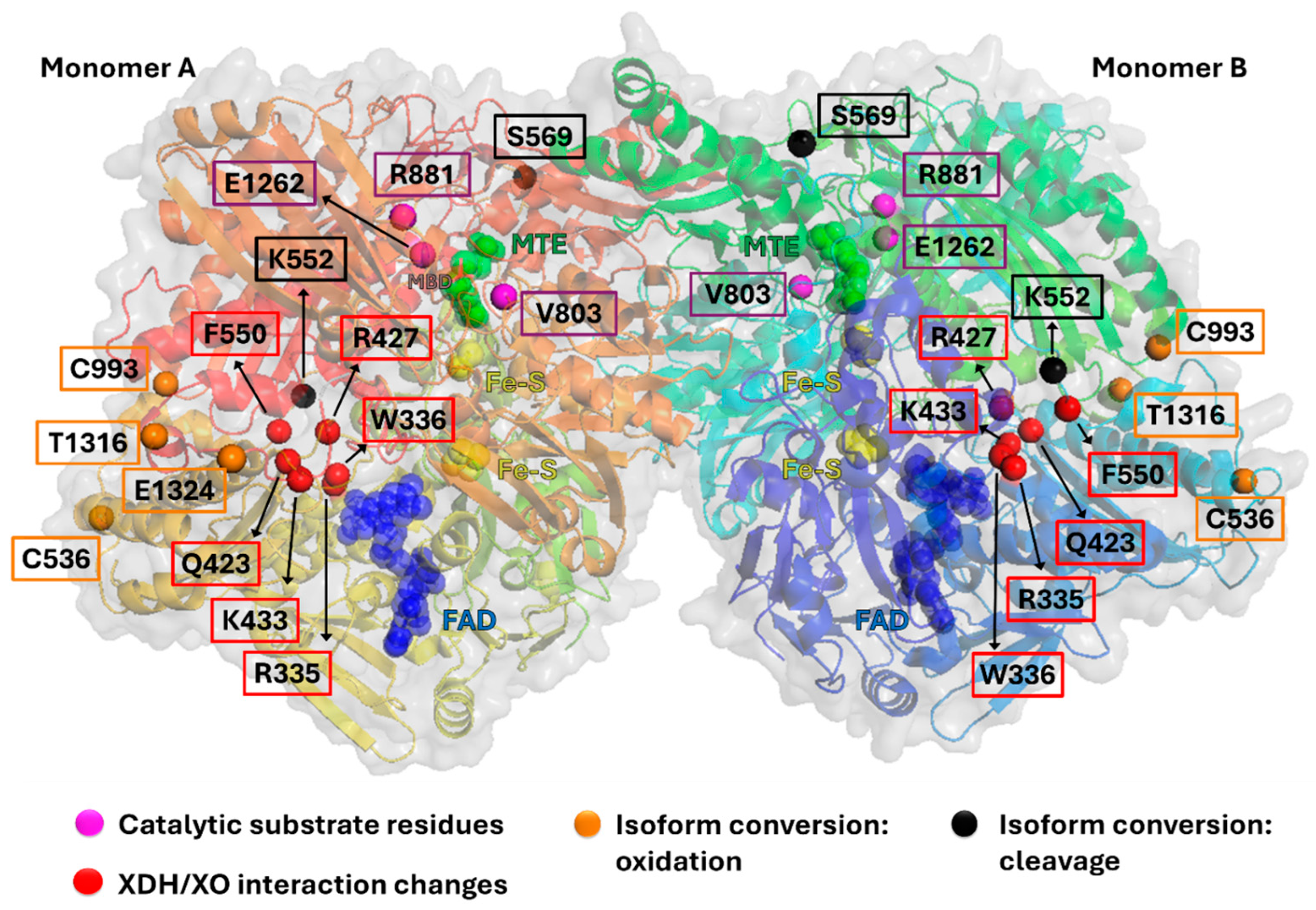 Antioxidants 13 01439 g001 Antioxidants 13 01439 g001