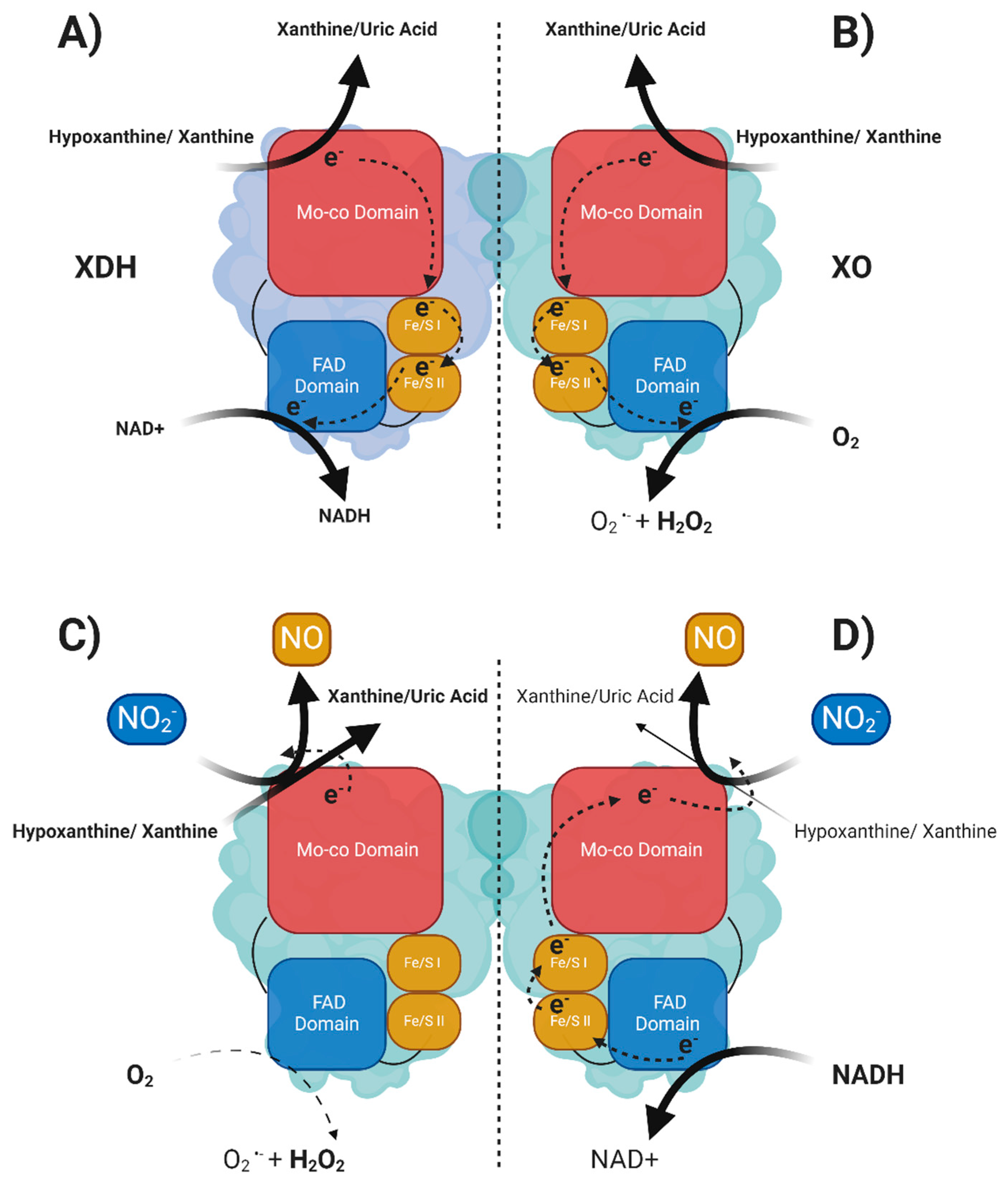 Antioxidants 13 01439 g002 Antioxidants 13 01439 g002