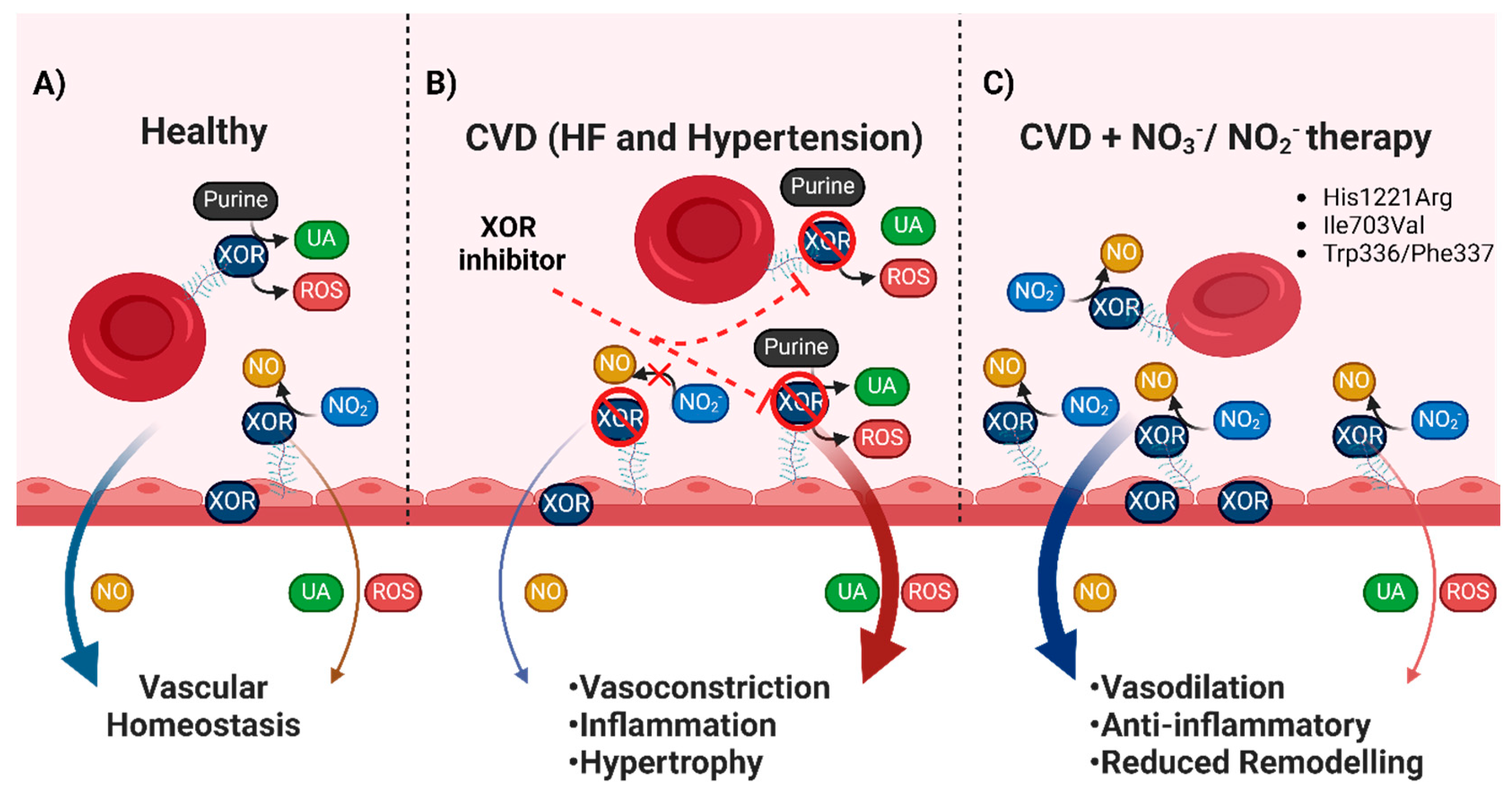 Antioxidants 13 01439 g005 Antioxidants 13 01439 g005