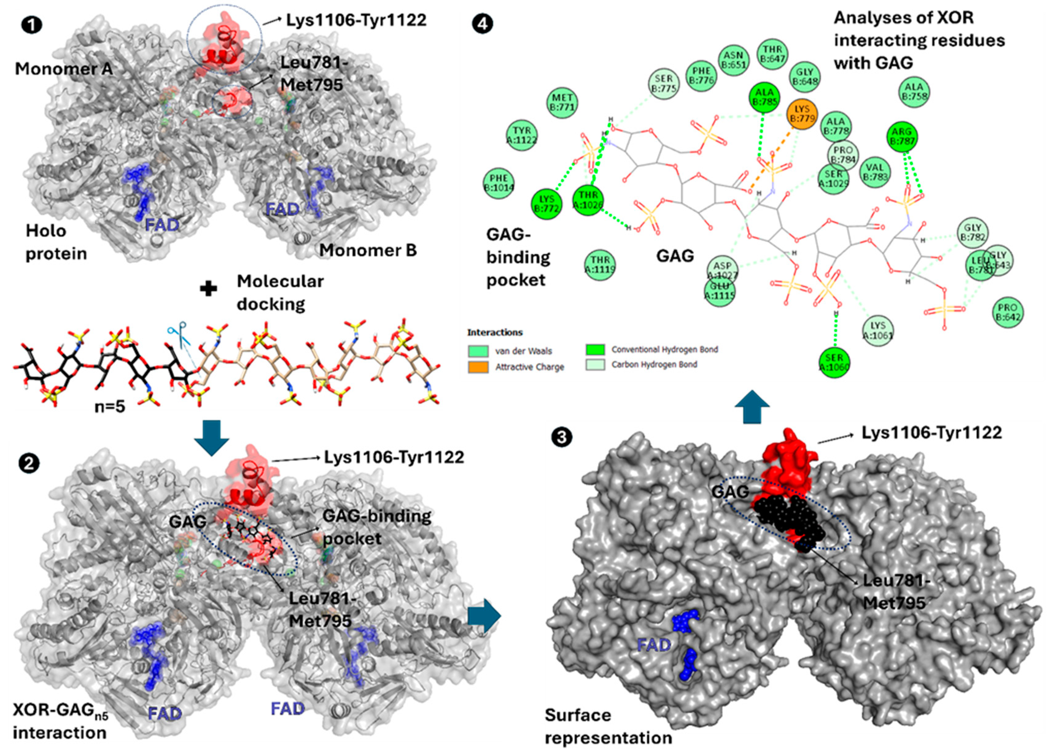 Antioxidants 13 01439 g006 Antioxidants 13 01439 g006